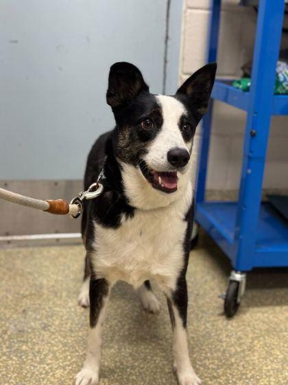 Enlarge Crab - 2, a Adoptable mixed breed in Daytona Beach, FL image 2/3