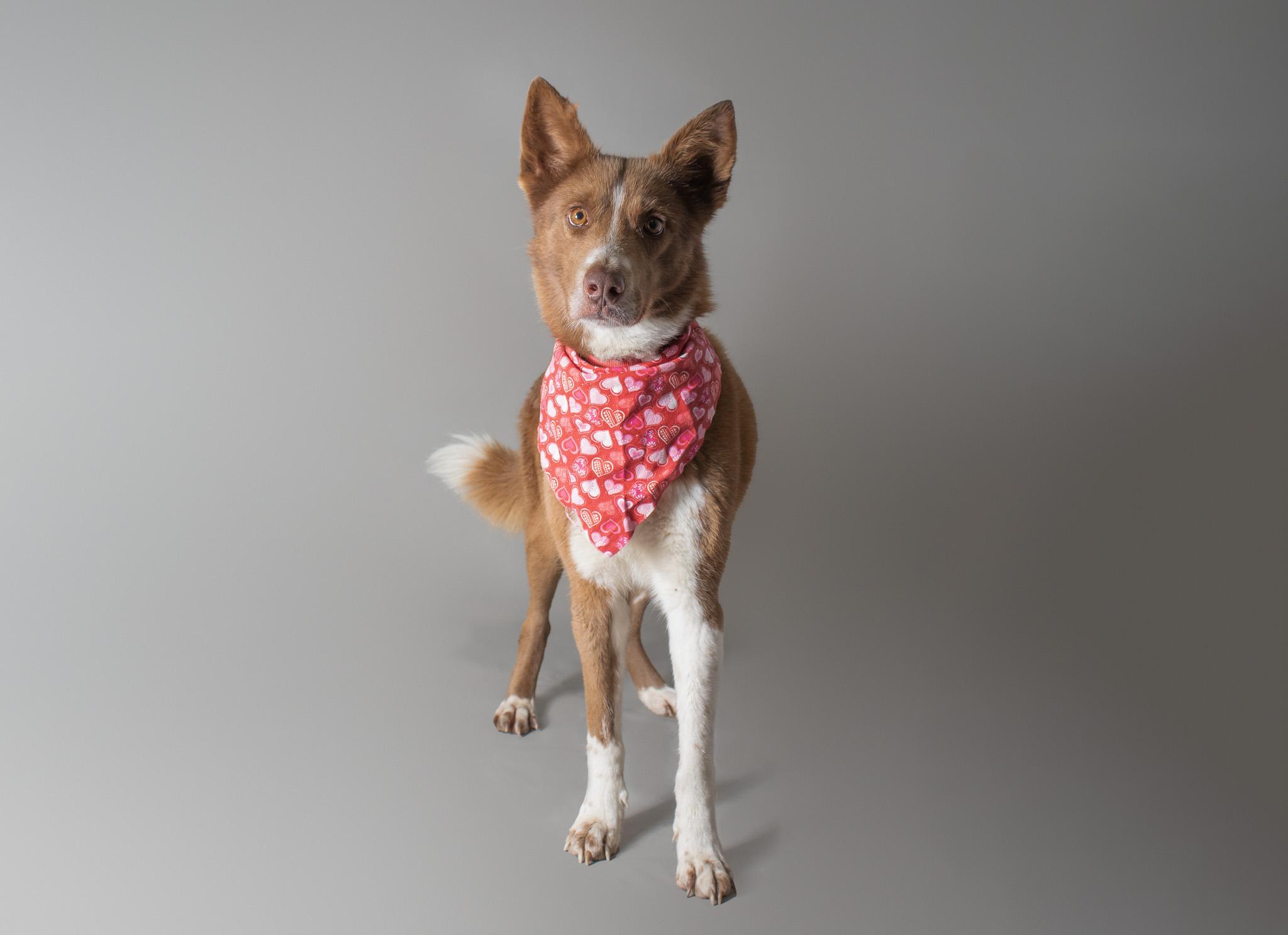 Ember , ADOPTABLE, Adult Female Husky.