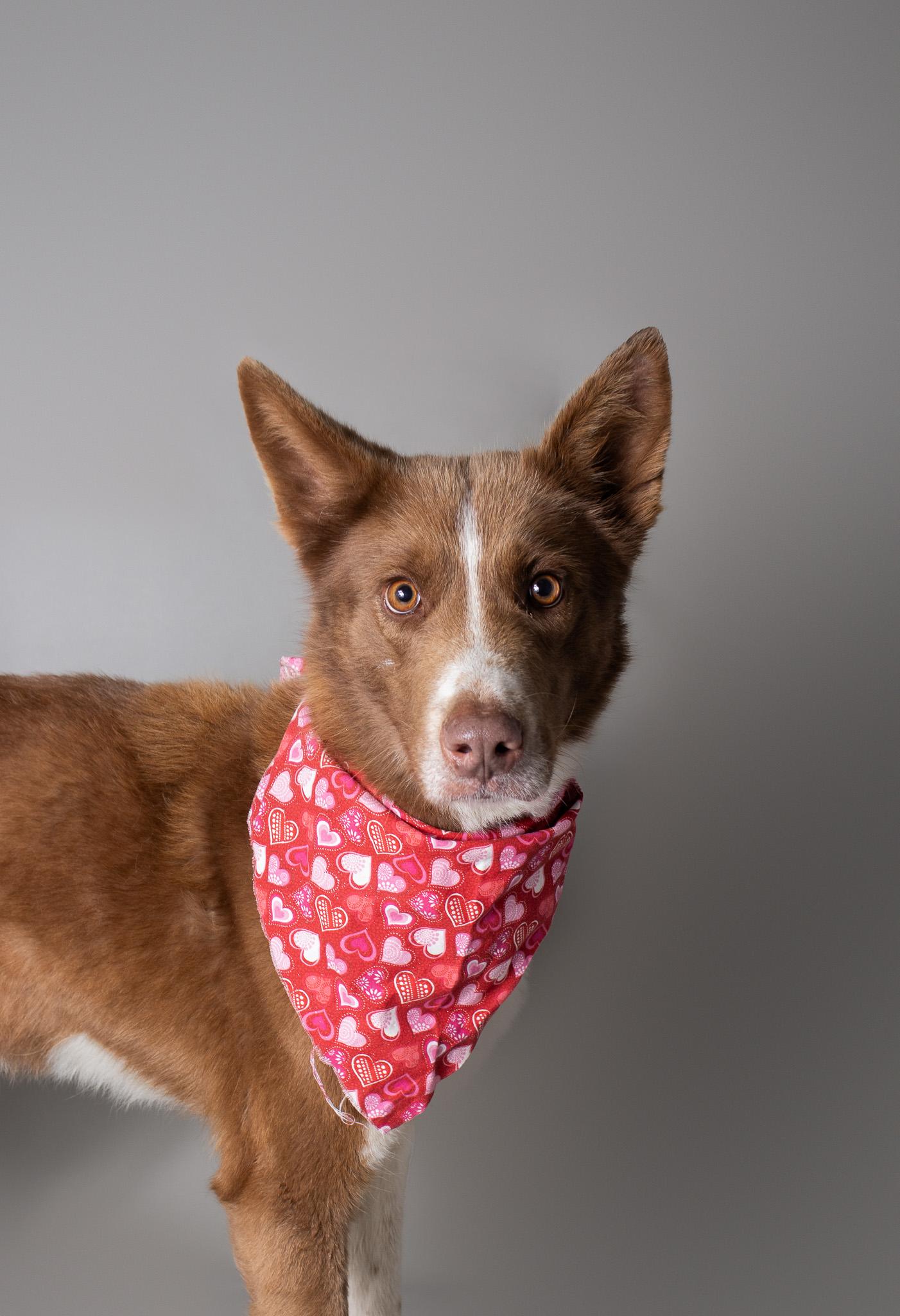 Enlarge Ember , a ADOPTABLE mixed breed in Plaquemine, LA image 2/2