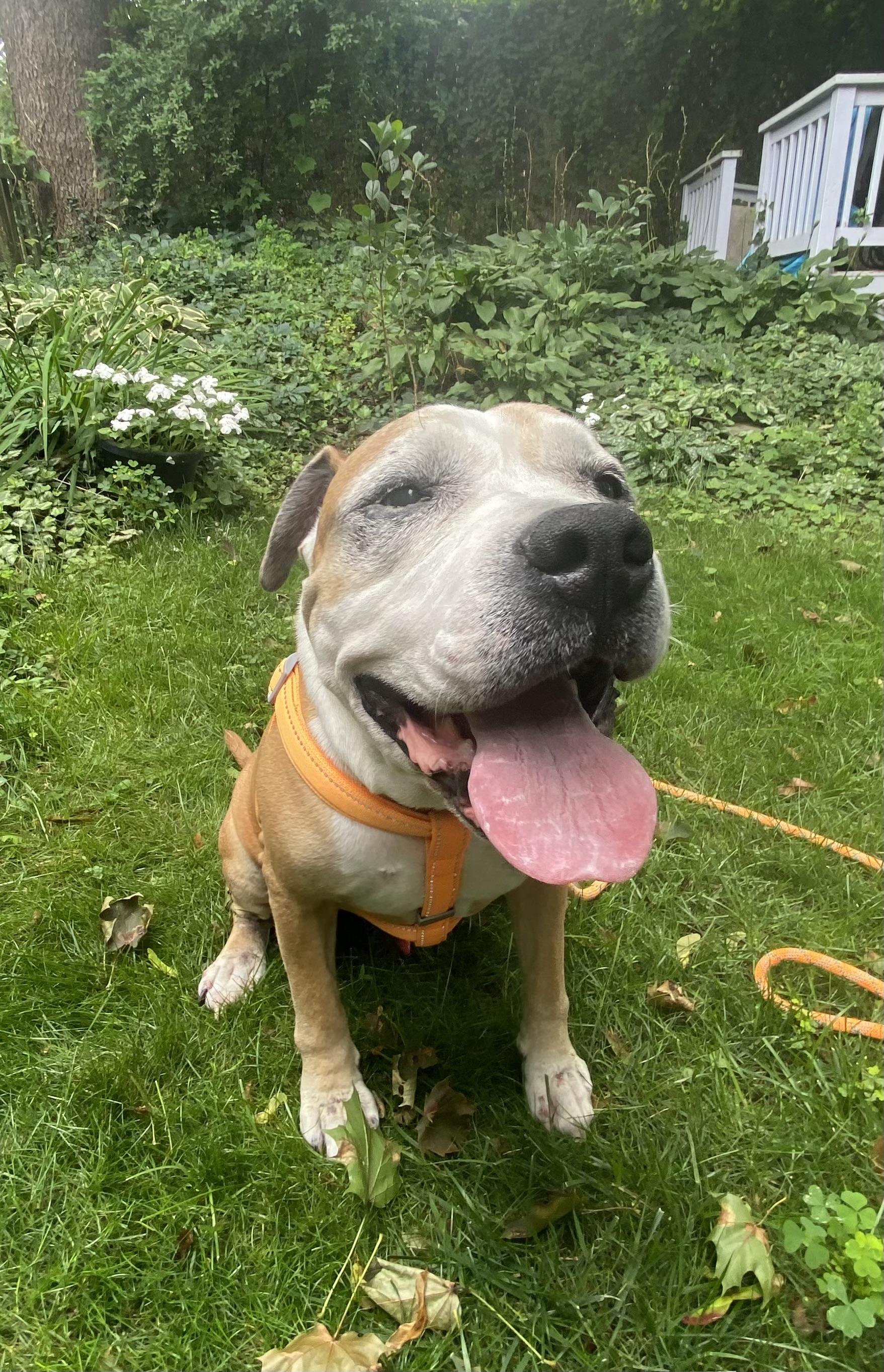 Buster, an adoptable American Staffordshire Terrier in Pittsburgh, PA image 2/4