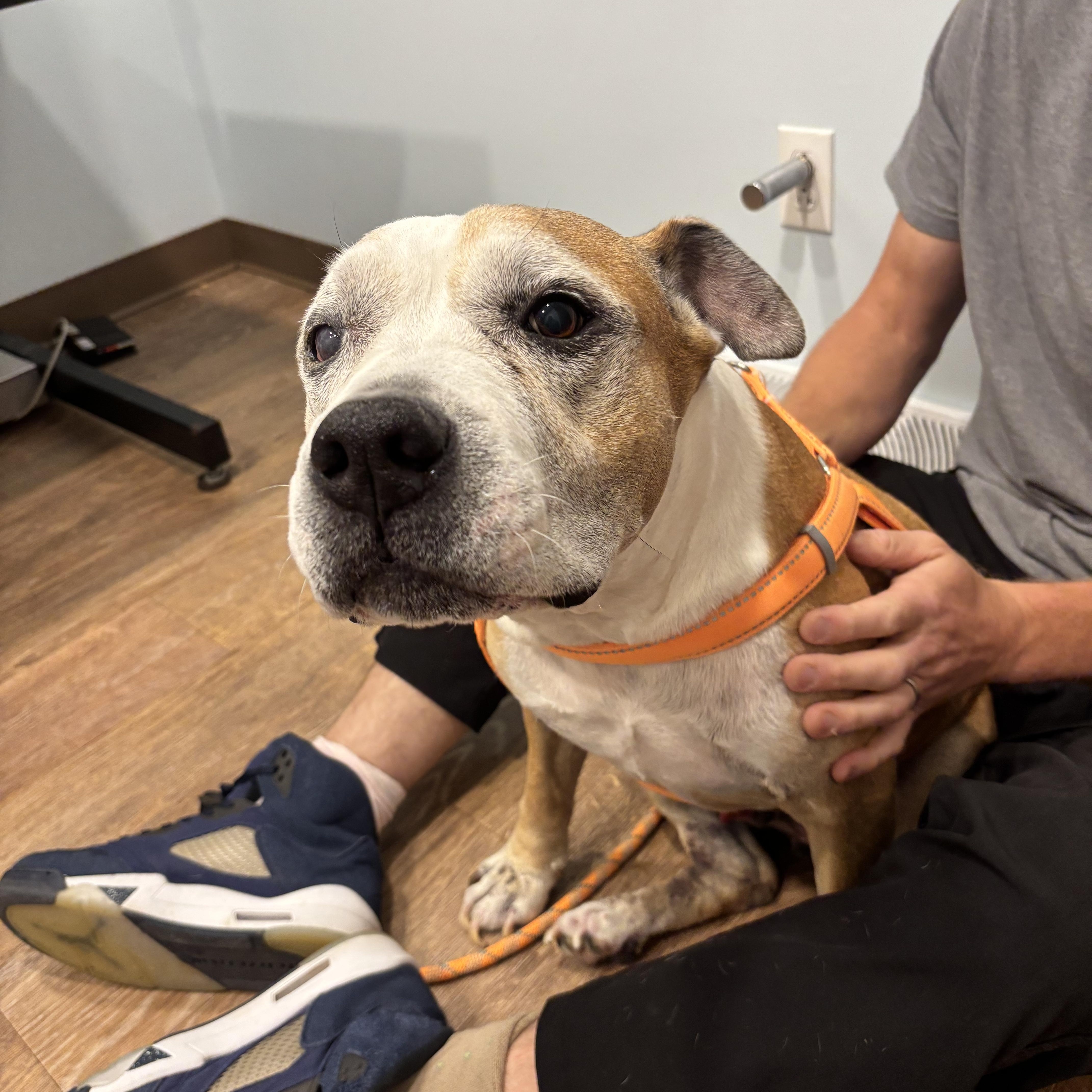 Buster, an adoptable American Staffordshire Terrier in Pittsburgh, PA image 4/4