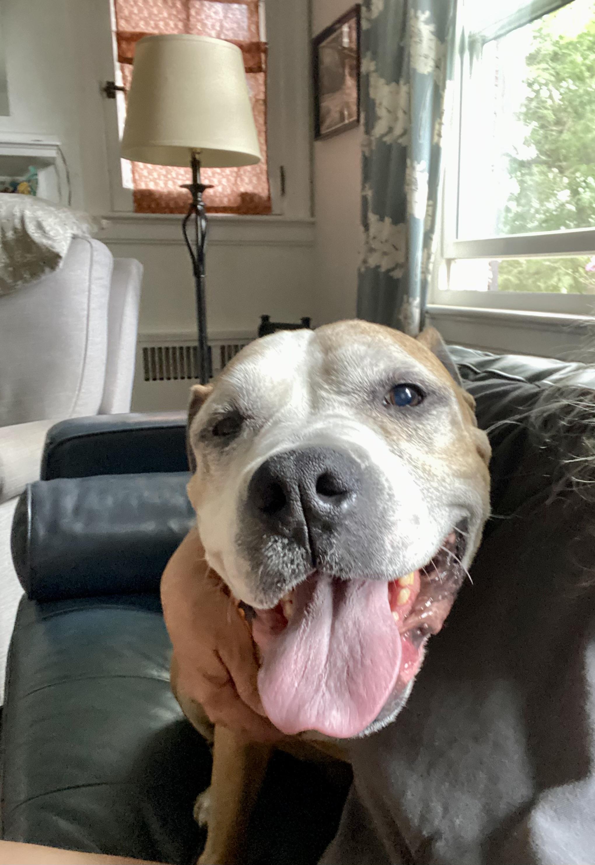 Buster, an adoptable American Staffordshire Terrier in Pittsburgh, PA image 1/4
