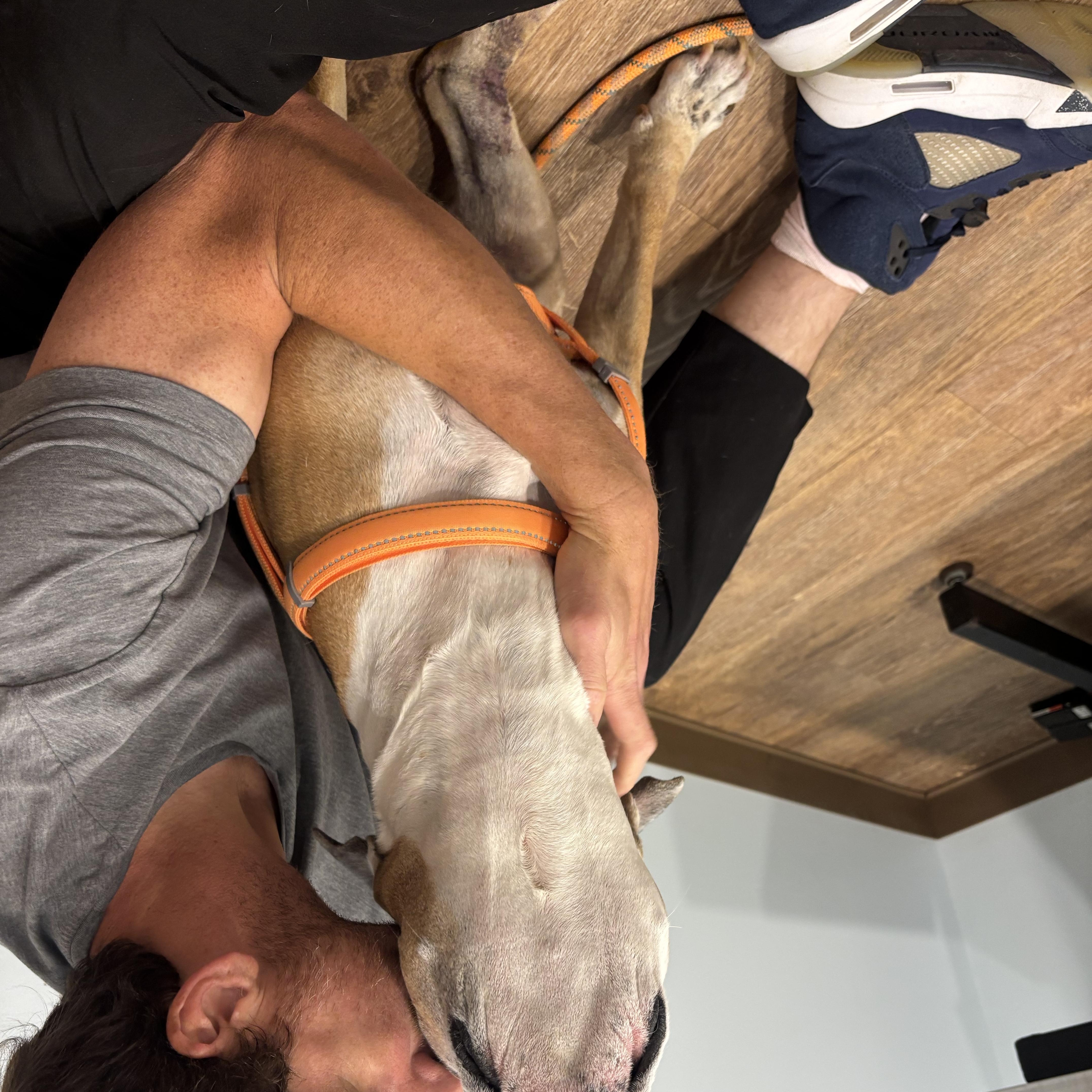 Buster, an adoptable American Staffordshire Terrier in Pittsburgh, PA image 3/4