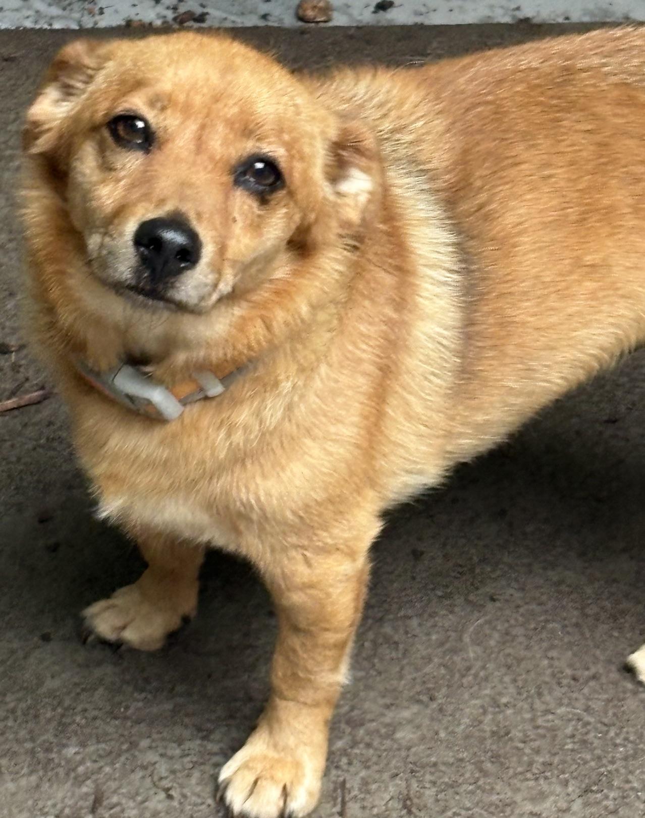 Rosco, adoptable, Adult Male Feist.