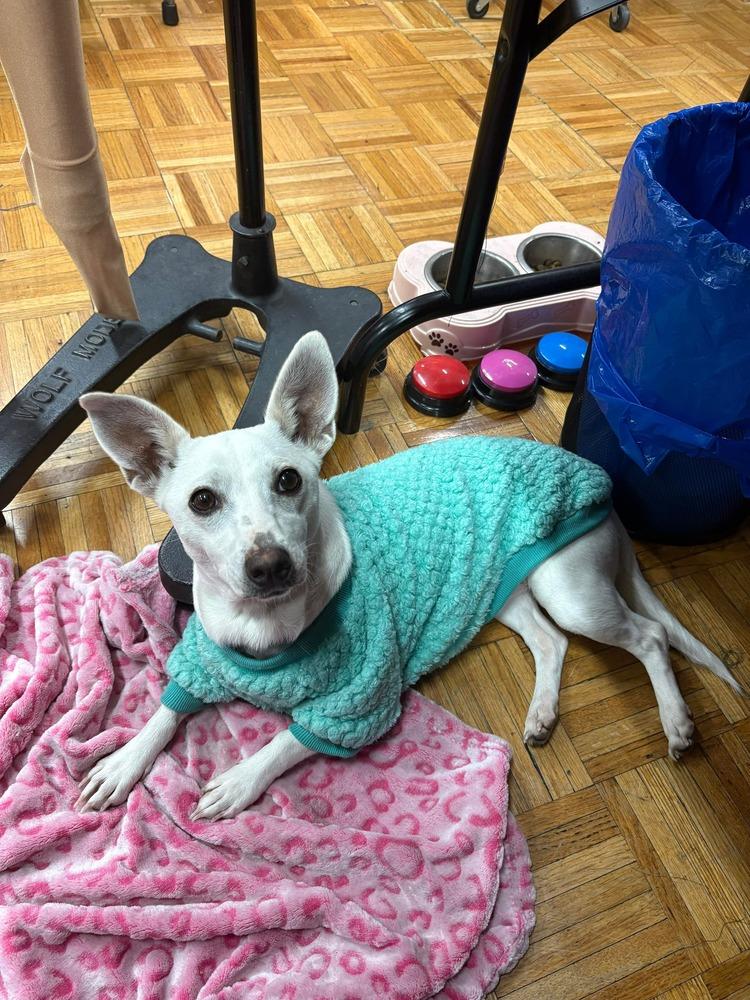 Tinker, Adoptable, Adult Female Mixed Breed.