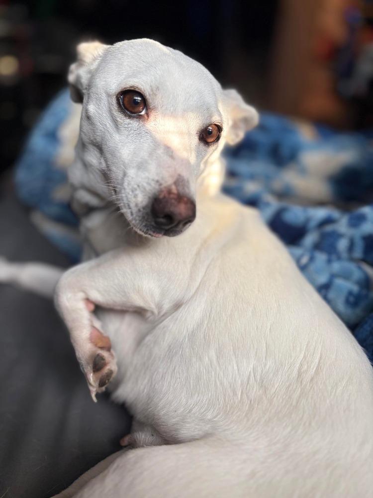 Tinker, a Adoptable mixed breed in Valley Stream, NY image 3/6