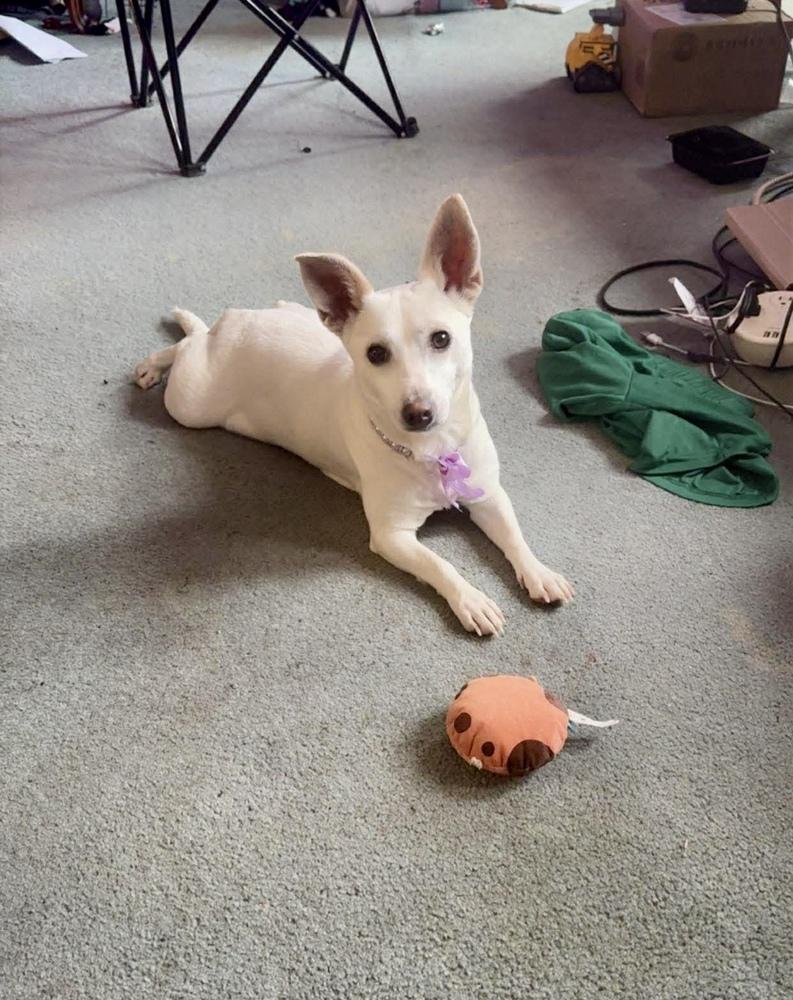 Tinker, a Adoptable mixed breed in Valley Stream, NY image 4/6