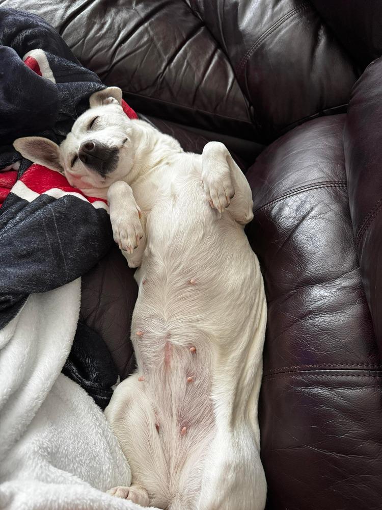 Tinker, a Adoptable mixed breed in Valley Stream, NY image 5/6