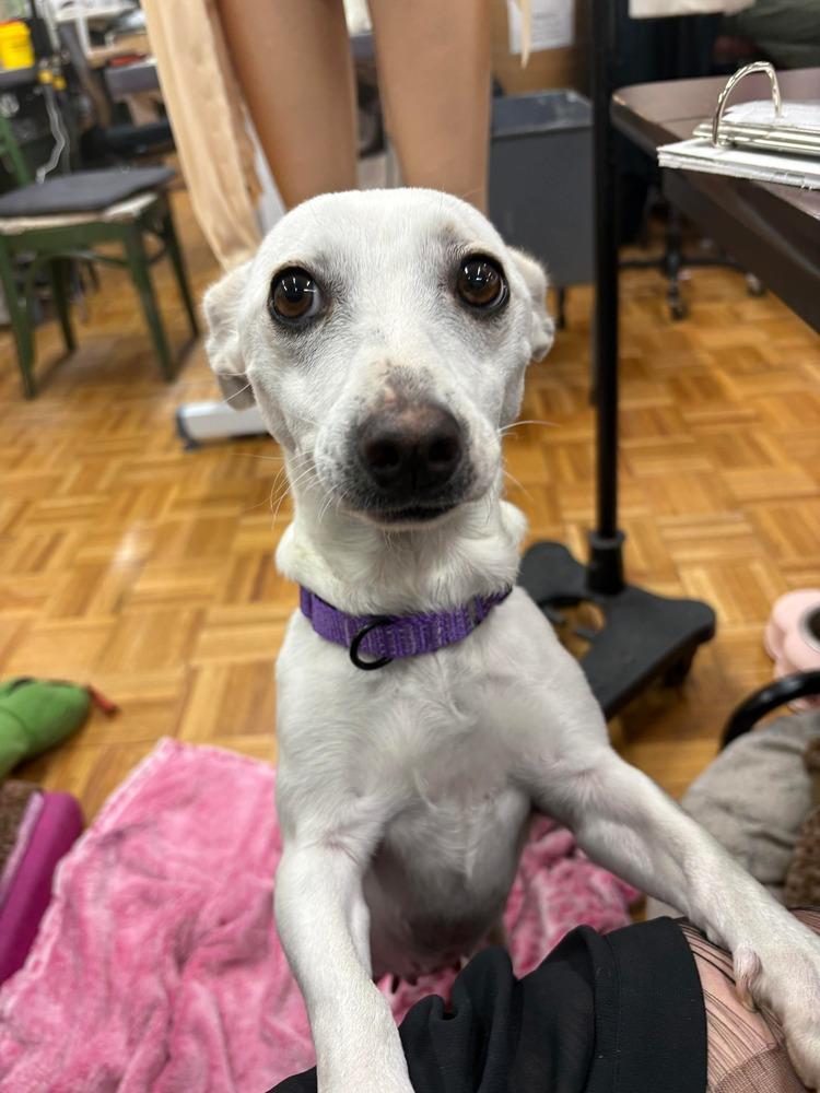 Tinker, a Adoptable mixed breed in Valley Stream, NY image 6/6