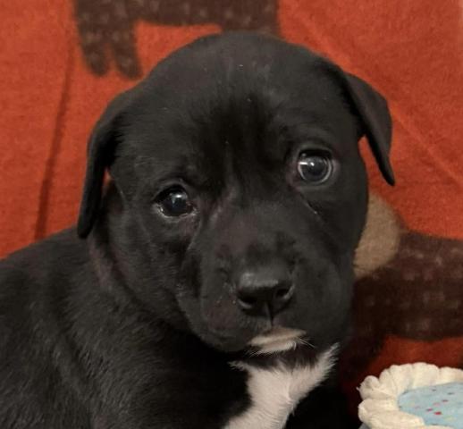 Governor Garland — thumbnail 2