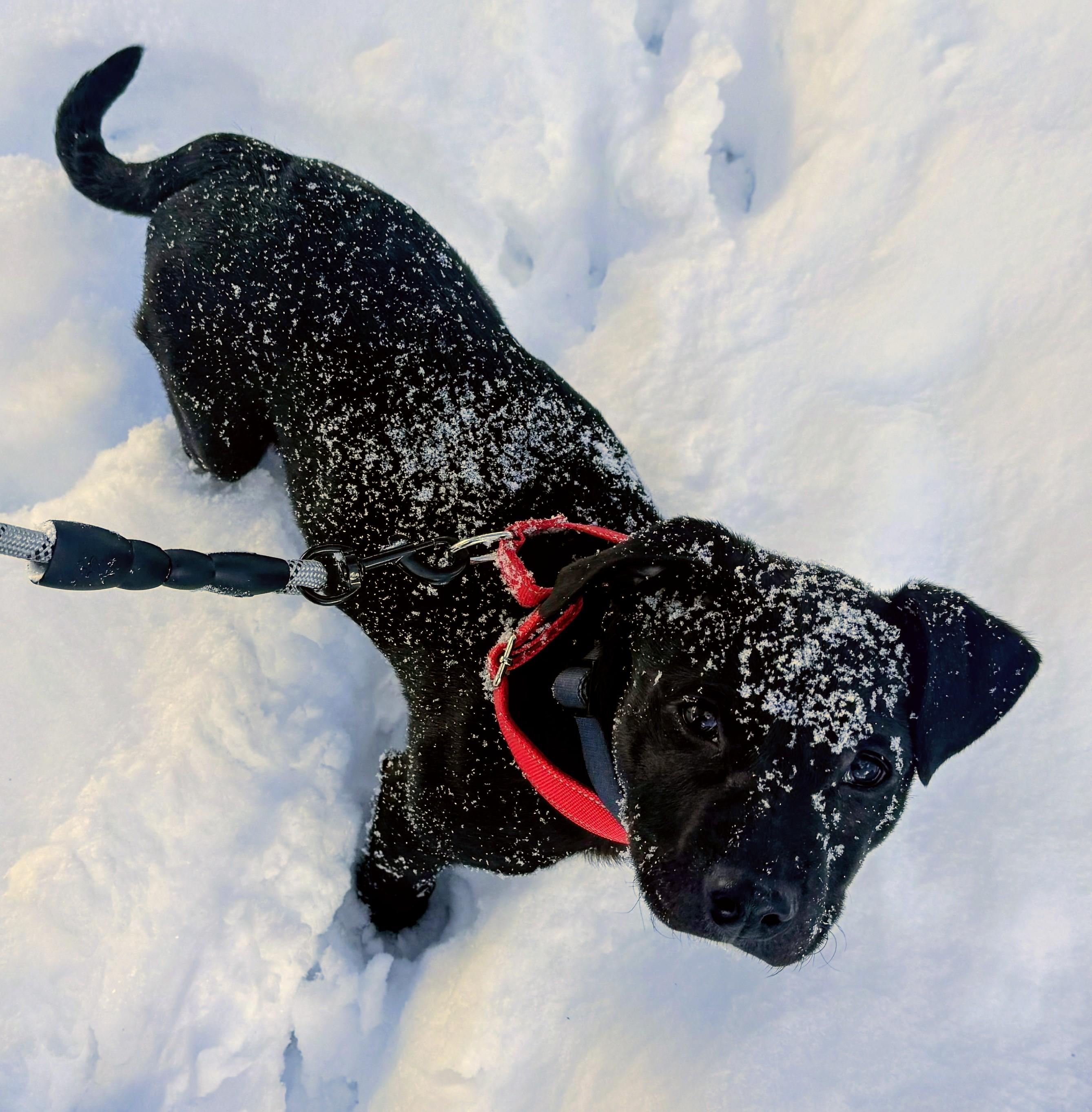 Governor Garland — thumbnail 4