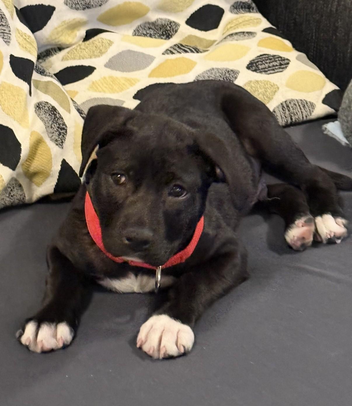 Governor Garland — thumbnail 5