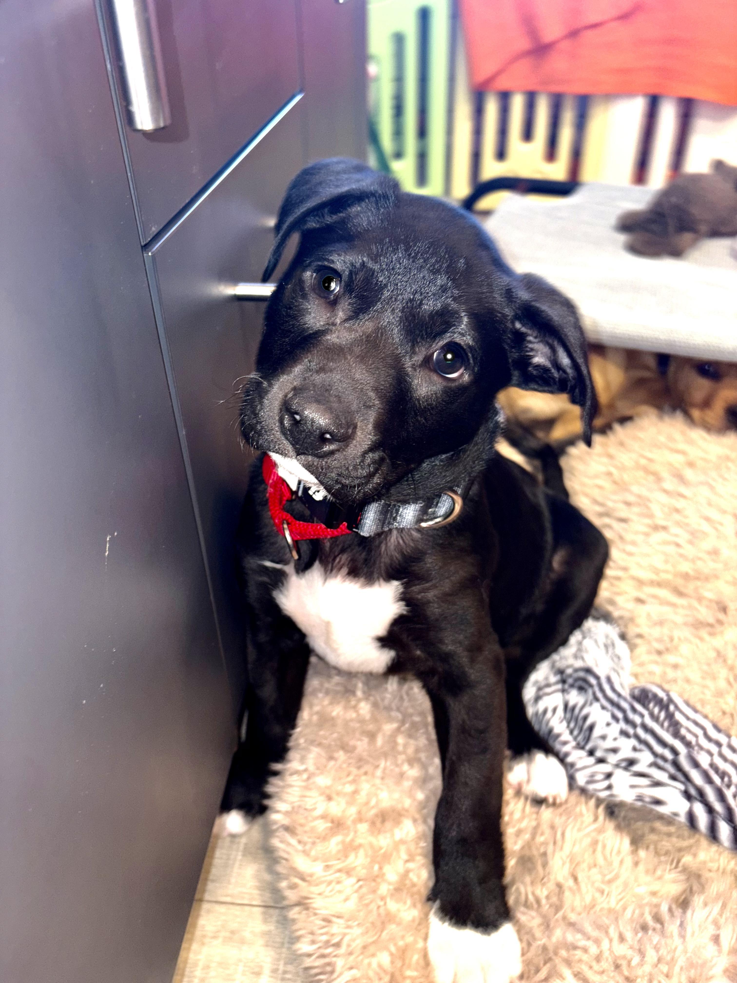 Governor Garland — thumbnail 6