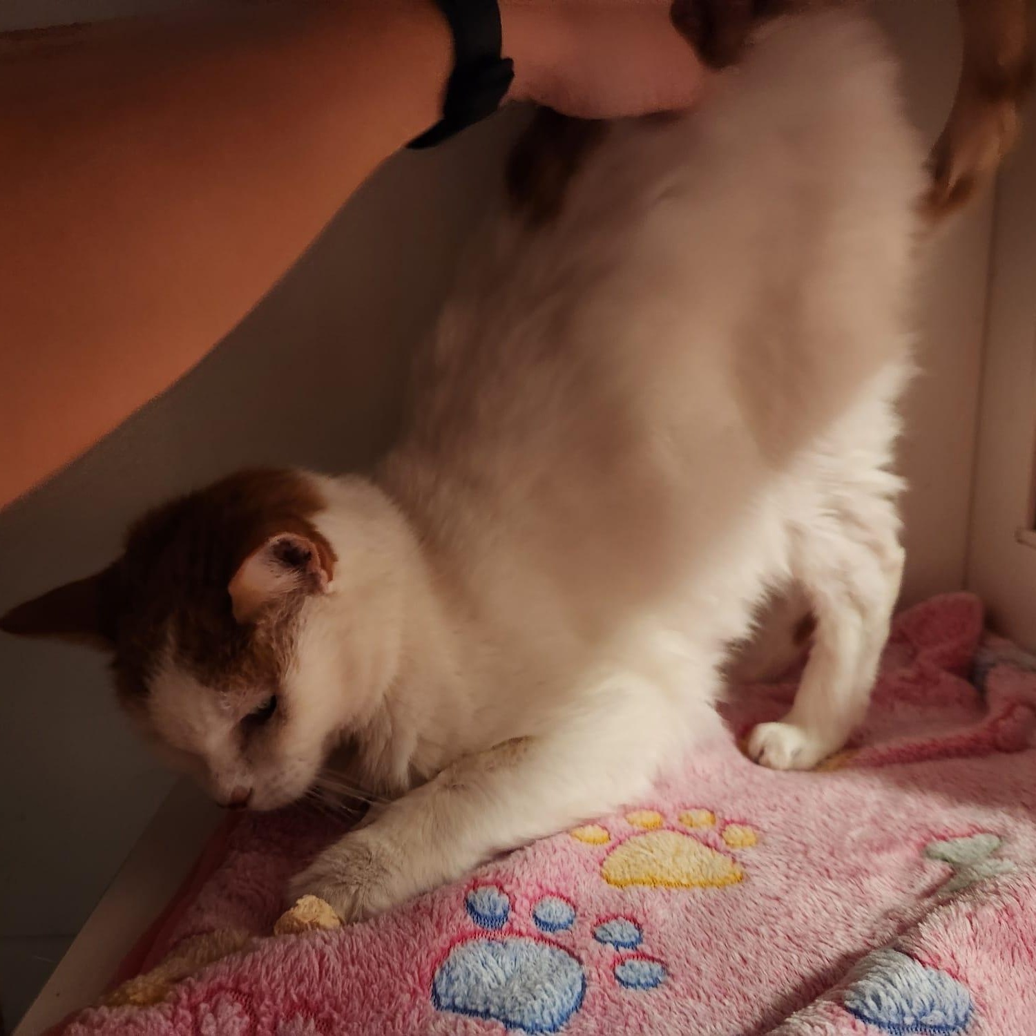 Enlarge Kelsey, a Adoptable Domestic Short Hair in Bowie, MD image 3/4