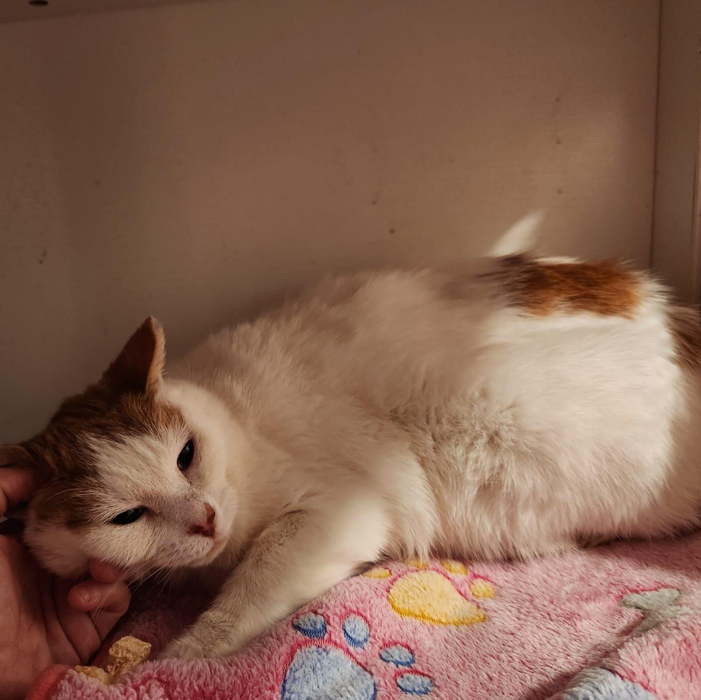 Enlarge Kelsey, a Adoptable Domestic Short Hair in Bowie, MD image 4/4