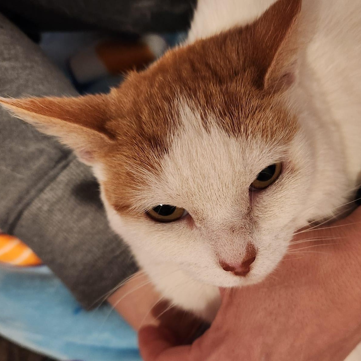 Enlarge Kelsey, a Adoptable Domestic Short Hair in Bowie, MD image 2/4