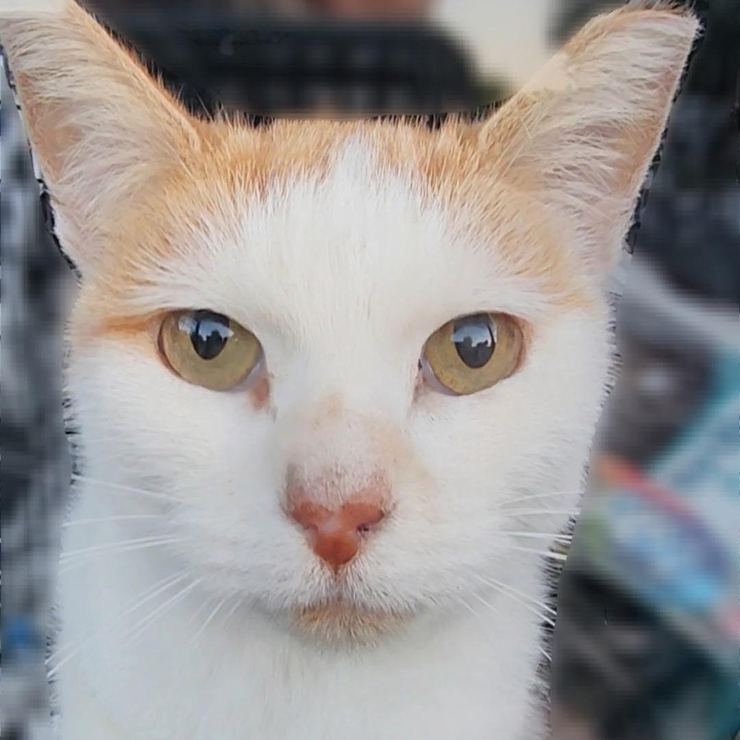 Kelsey, Adoptable, Adult Female Domestic Short Hair.