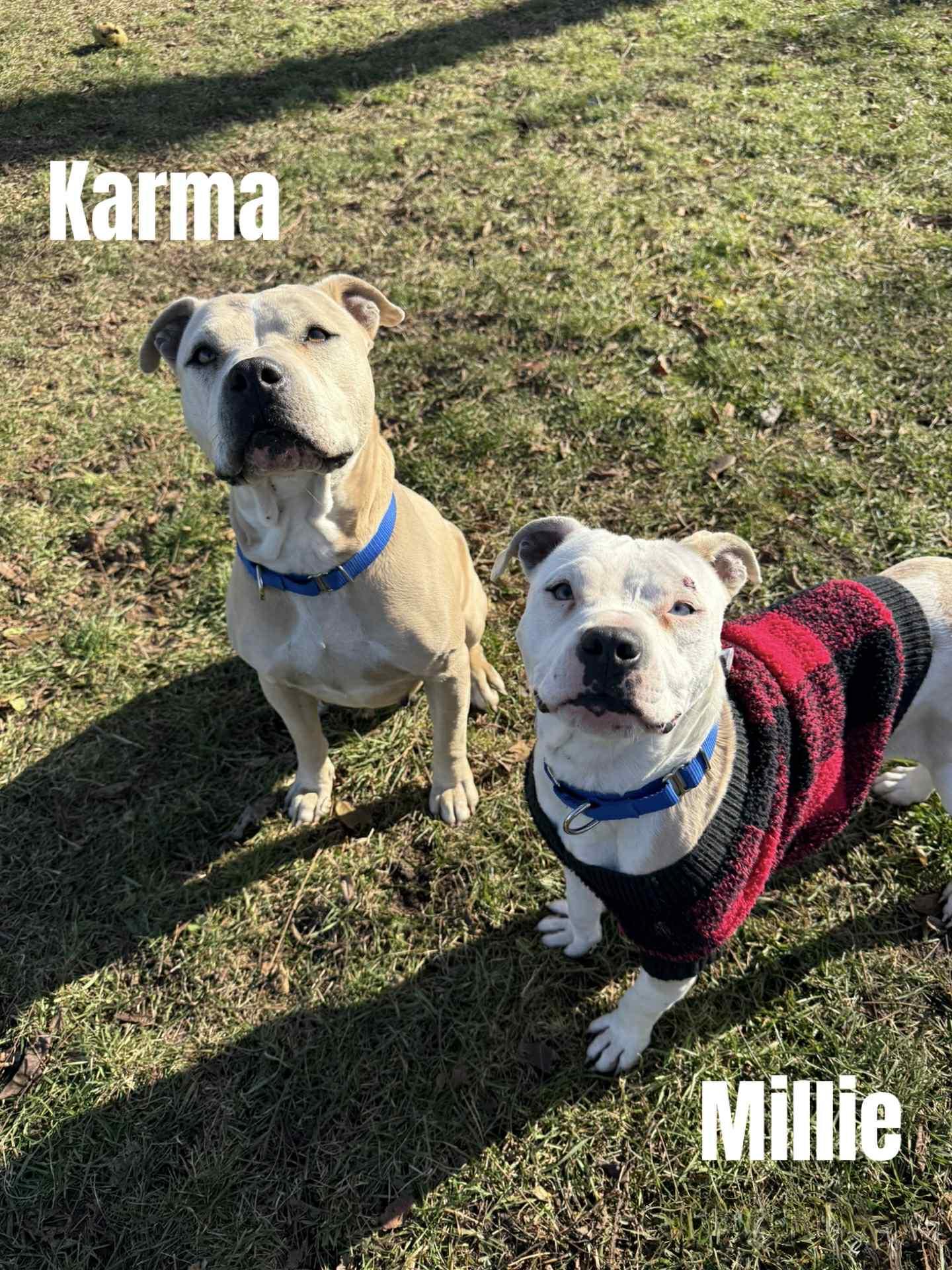 Karma, adoptable, Adult Female Boxer.