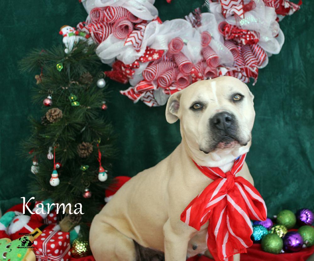 Karma, an adoptable mixed breed in Quincy, MI image 2/5