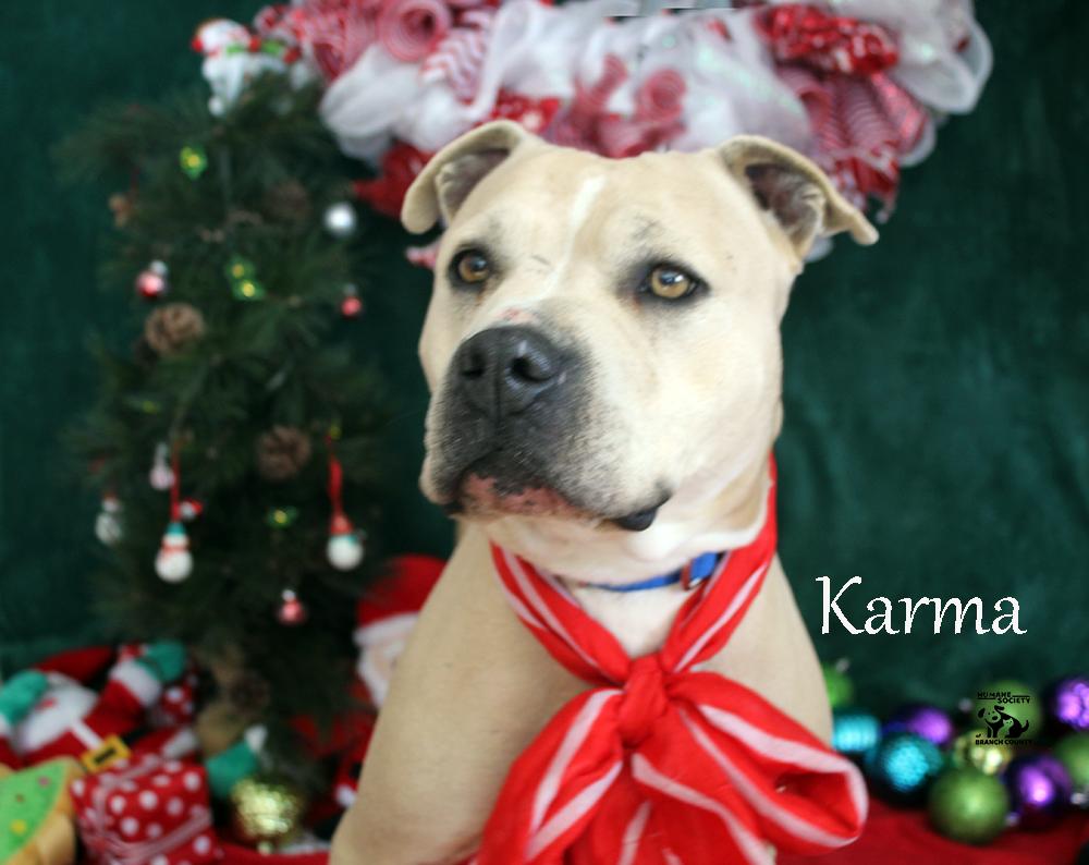 Karma, an adoptable mixed breed in Quincy, MI image 3/5