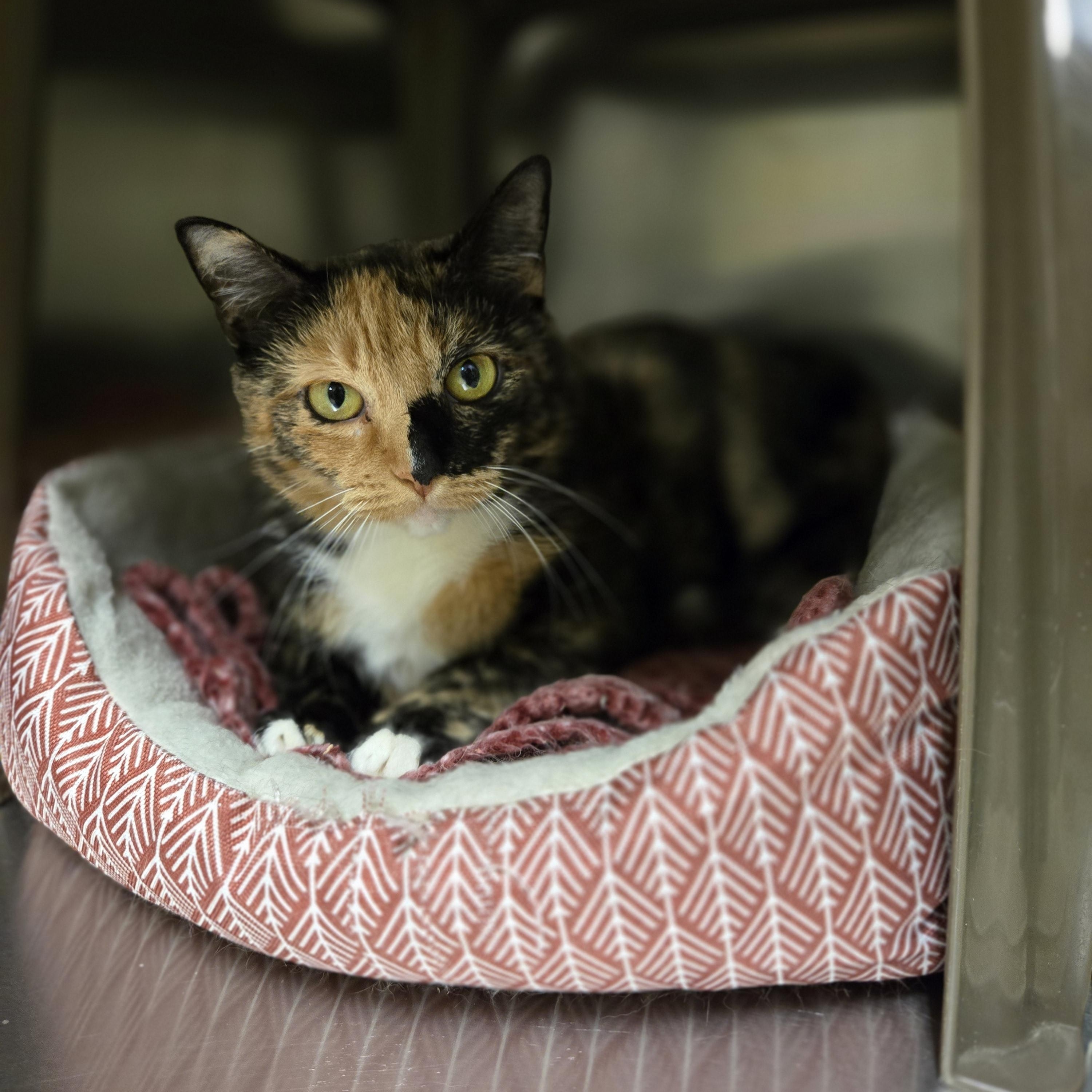 Enlarge Joy, a Adoptable Domestic Short Hair in Paris, ME image 1/2