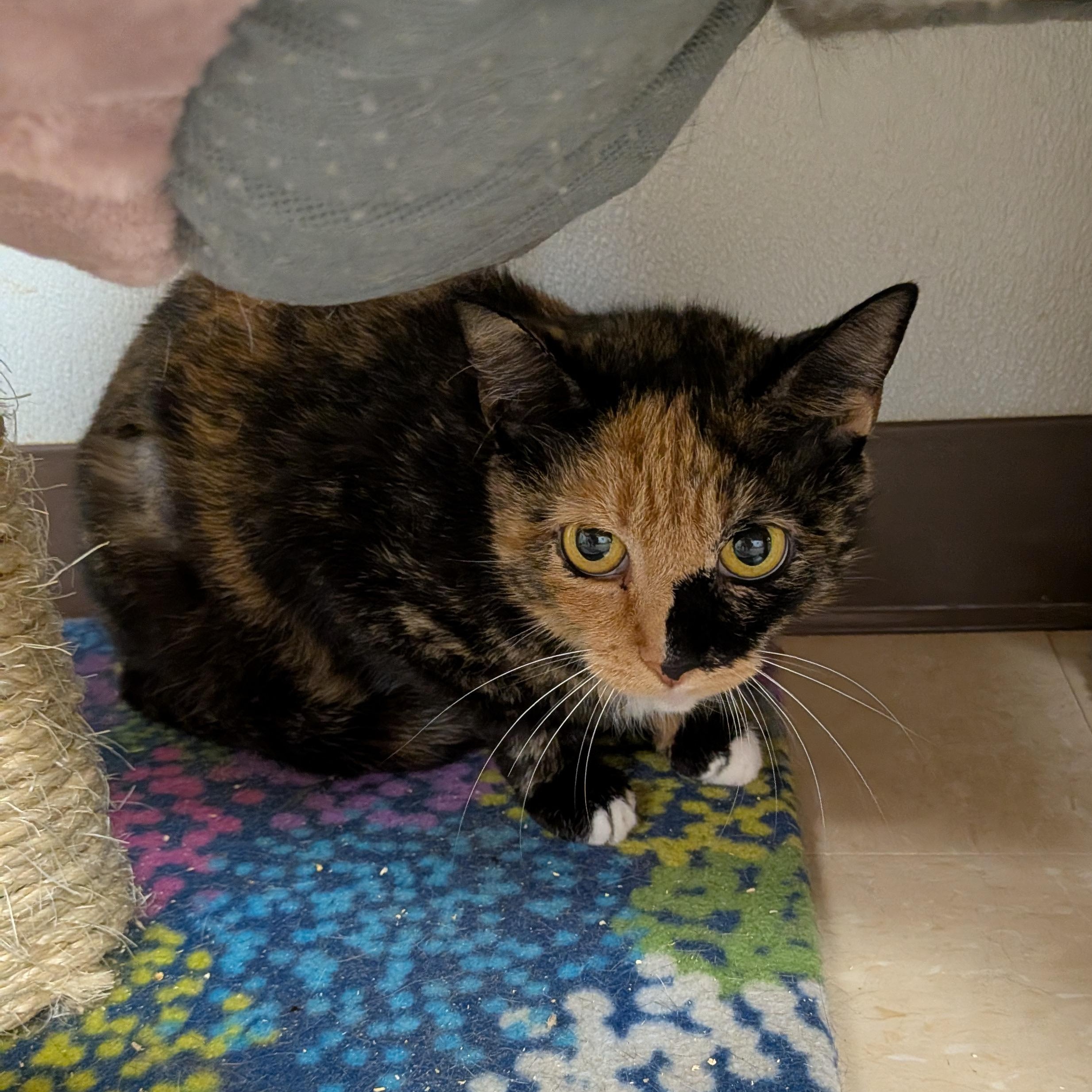 Joy, Adoptable, Adult Female Domestic Short Hair.