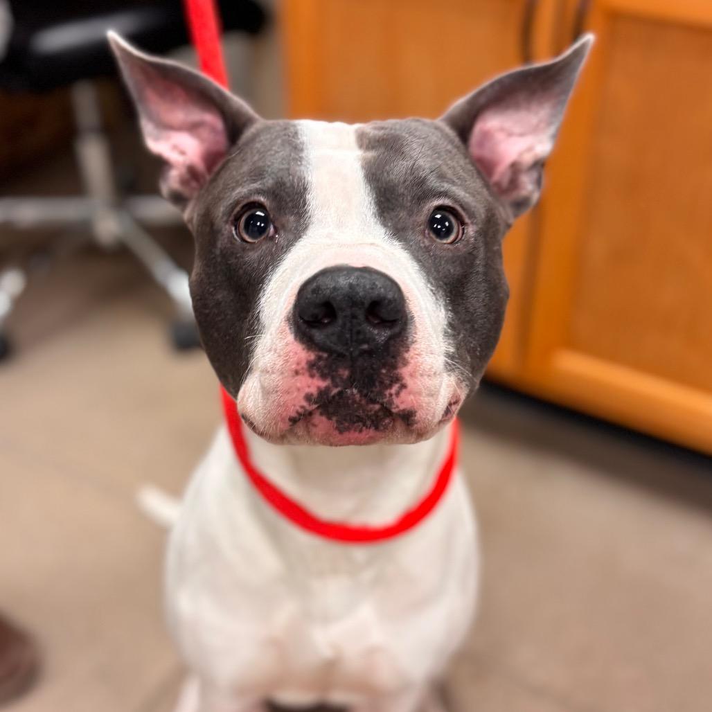 Enlarge Elliot, a Adoptable Pit Bull Terrier in York, PA image 1/6