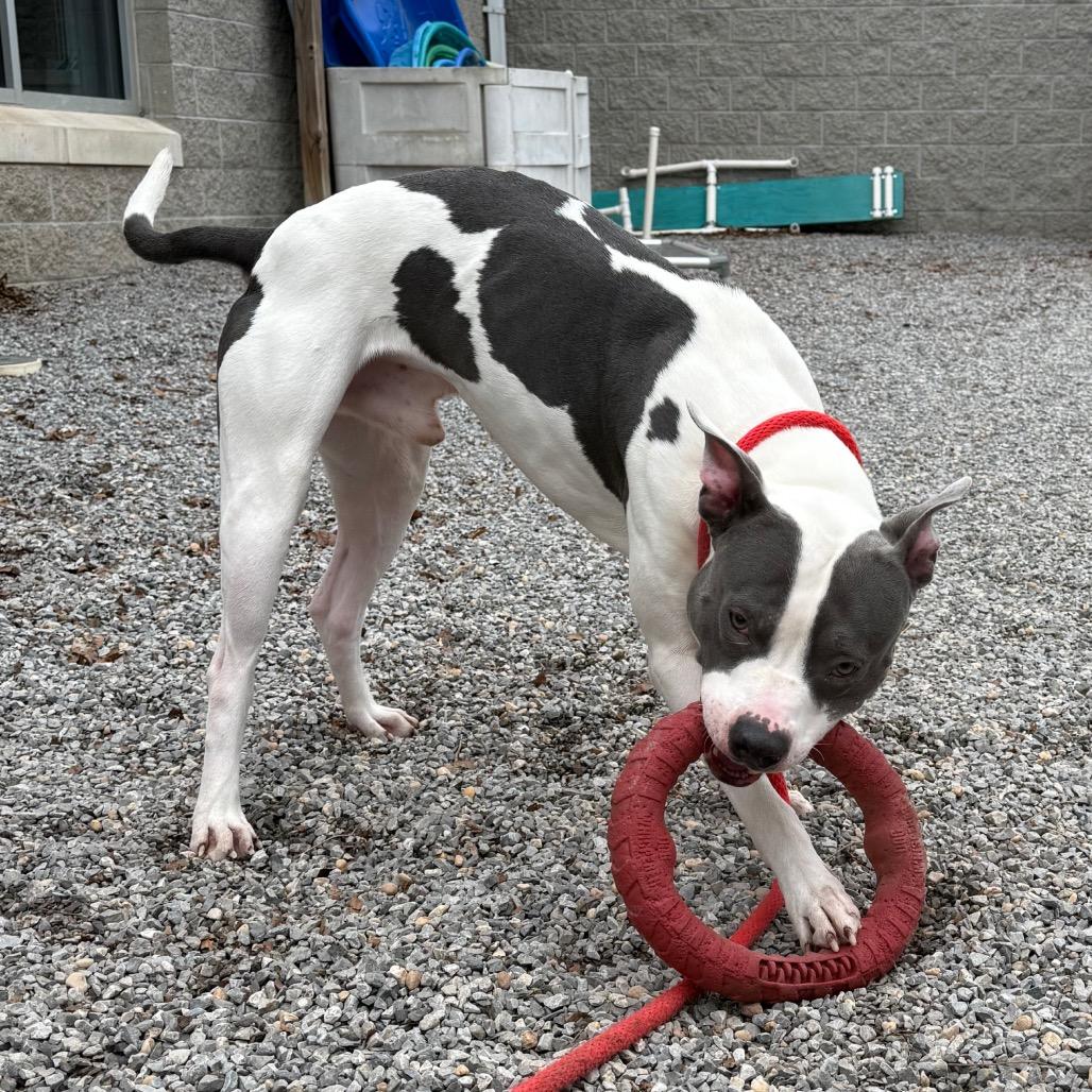 Enlarge Elliot, a Adoptable Pit Bull Terrier in York, PA image 2/6