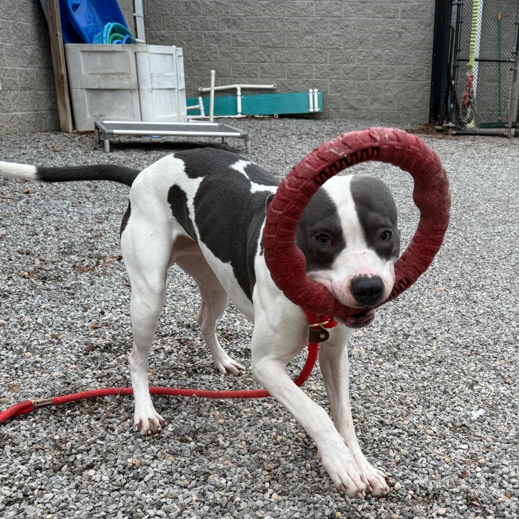 Enlarge Elliot, a Adoptable Pit Bull Terrier in York, PA image 3/6