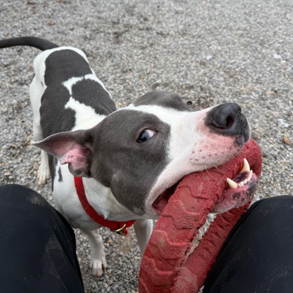 Enlarge Elliot, a Adoptable Pit Bull Terrier in York, PA image 4/6
