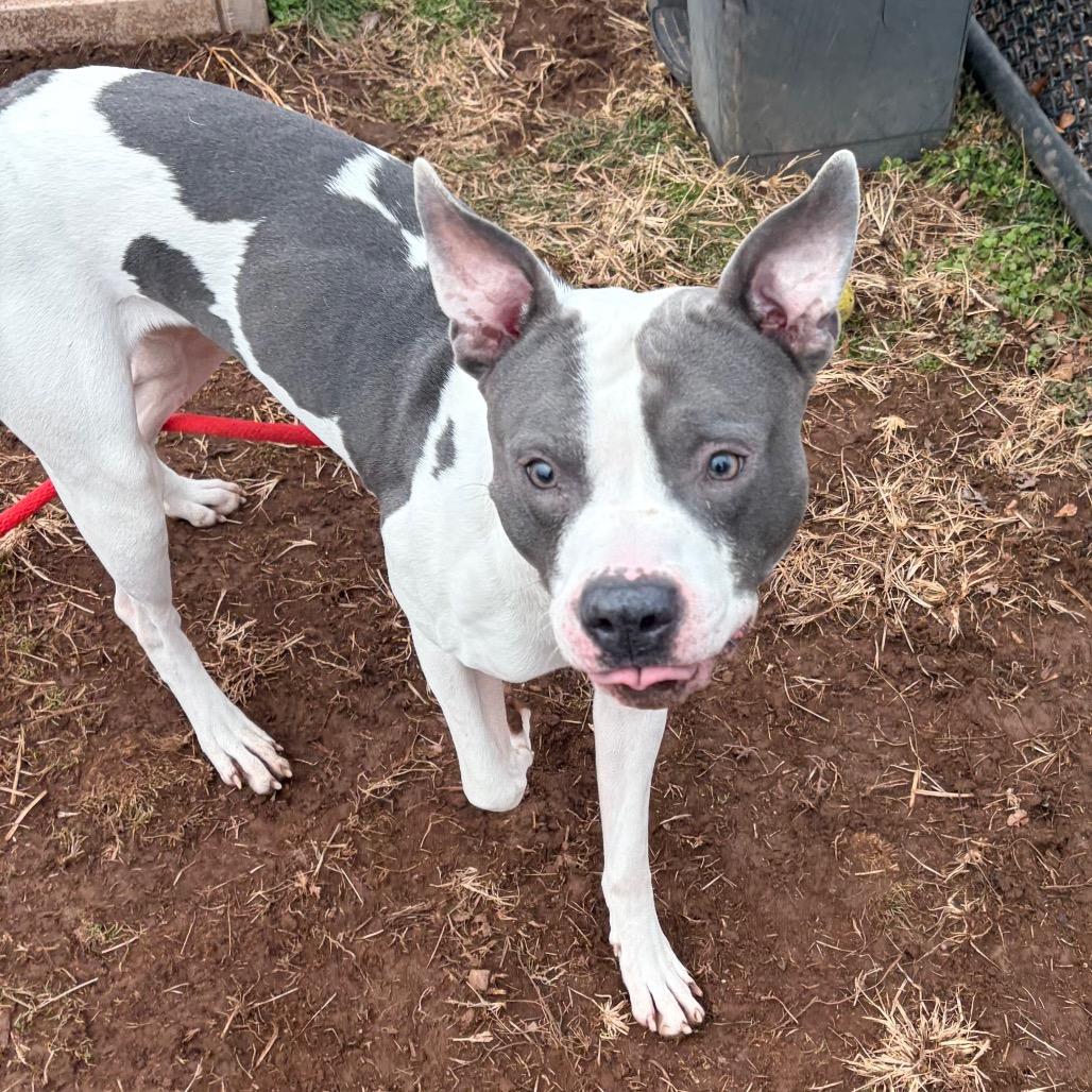Enlarge Elliot, a Adoptable Pit Bull Terrier in York, PA image 6/6