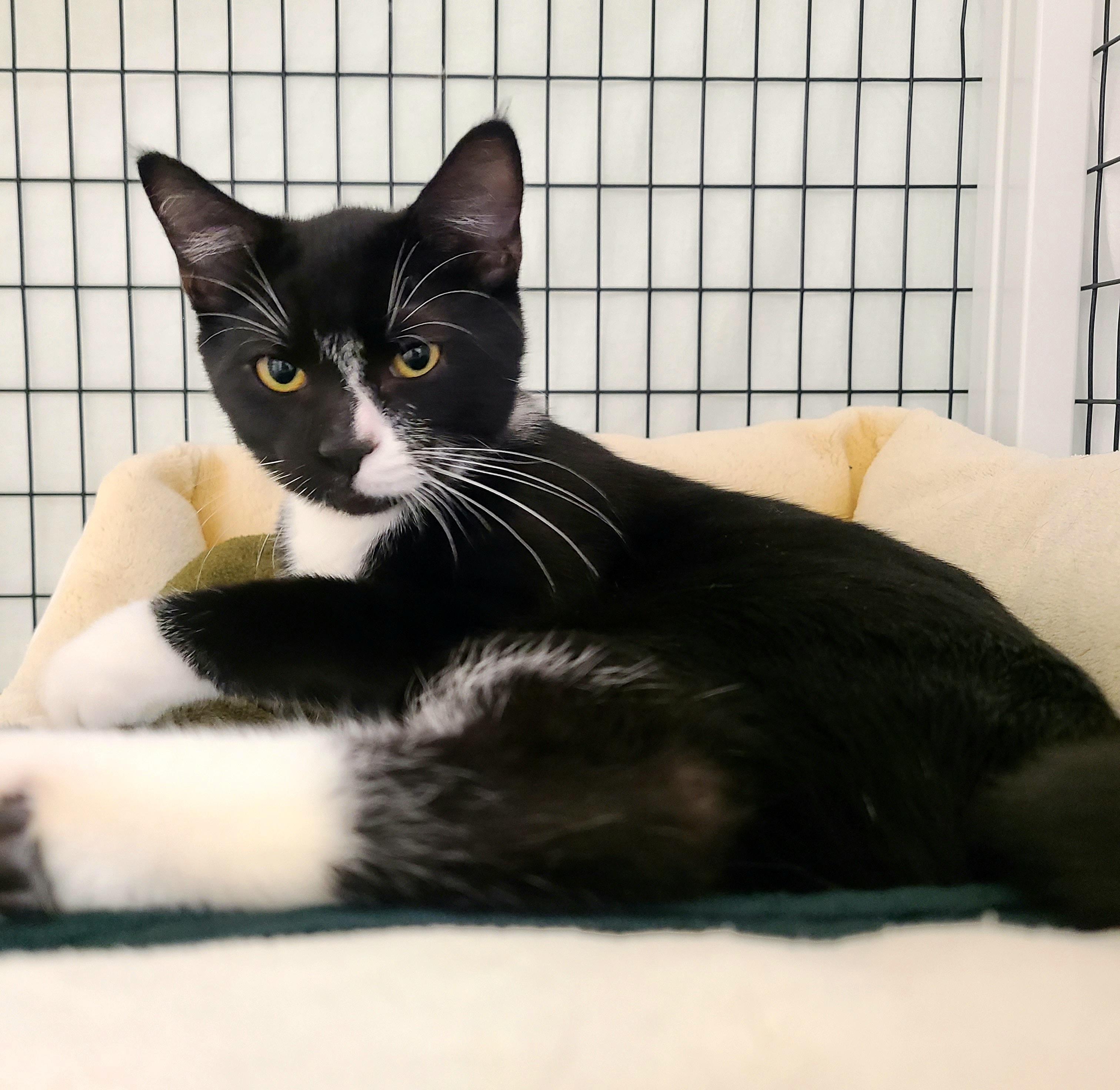 Enlarge Lil' Biscuit, a ADOPTABLE Domestic Short Hair in Kirkland, WA image 1/1