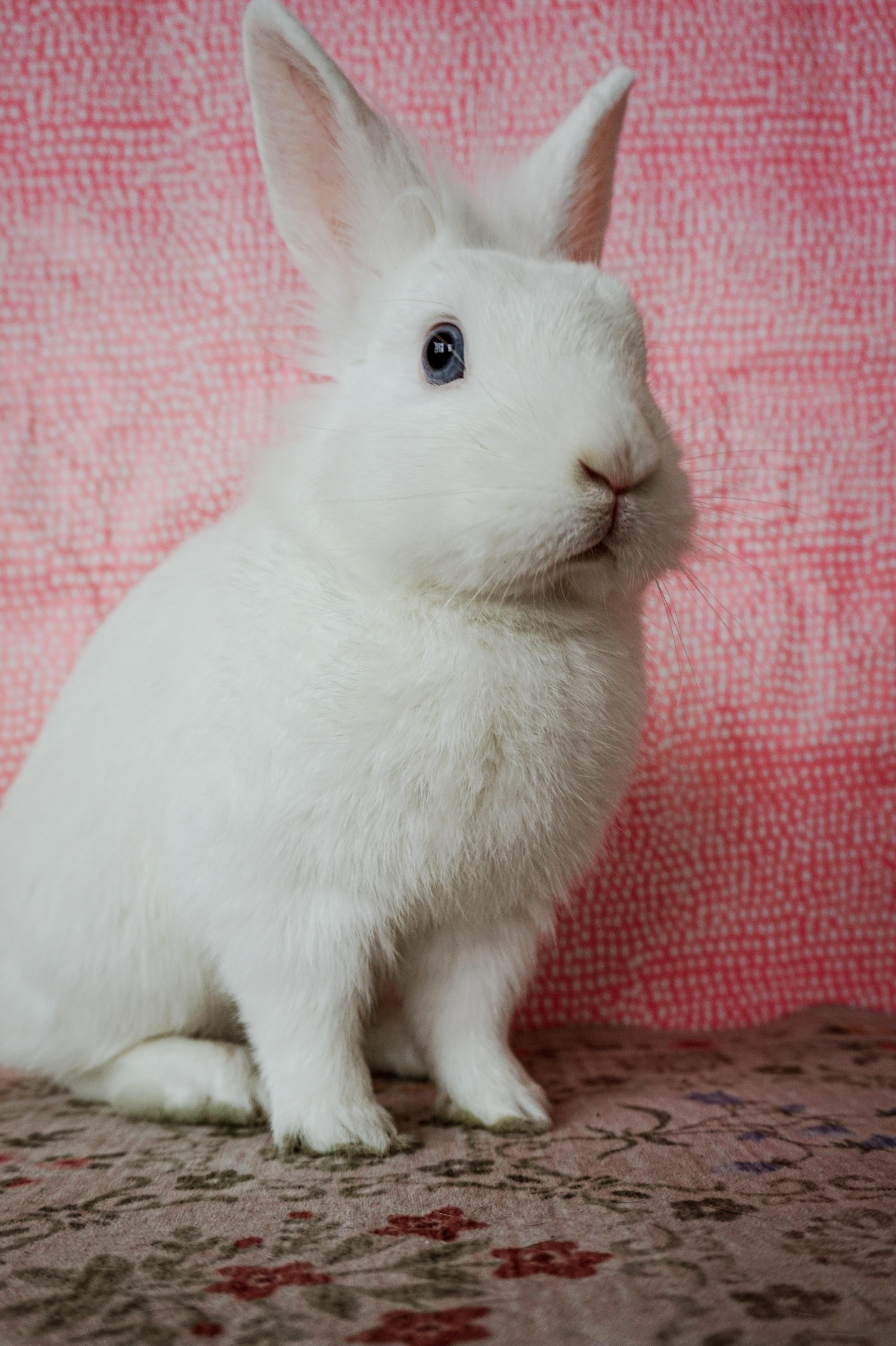Taco, ADOPTABLE, Young Male Lionhead.