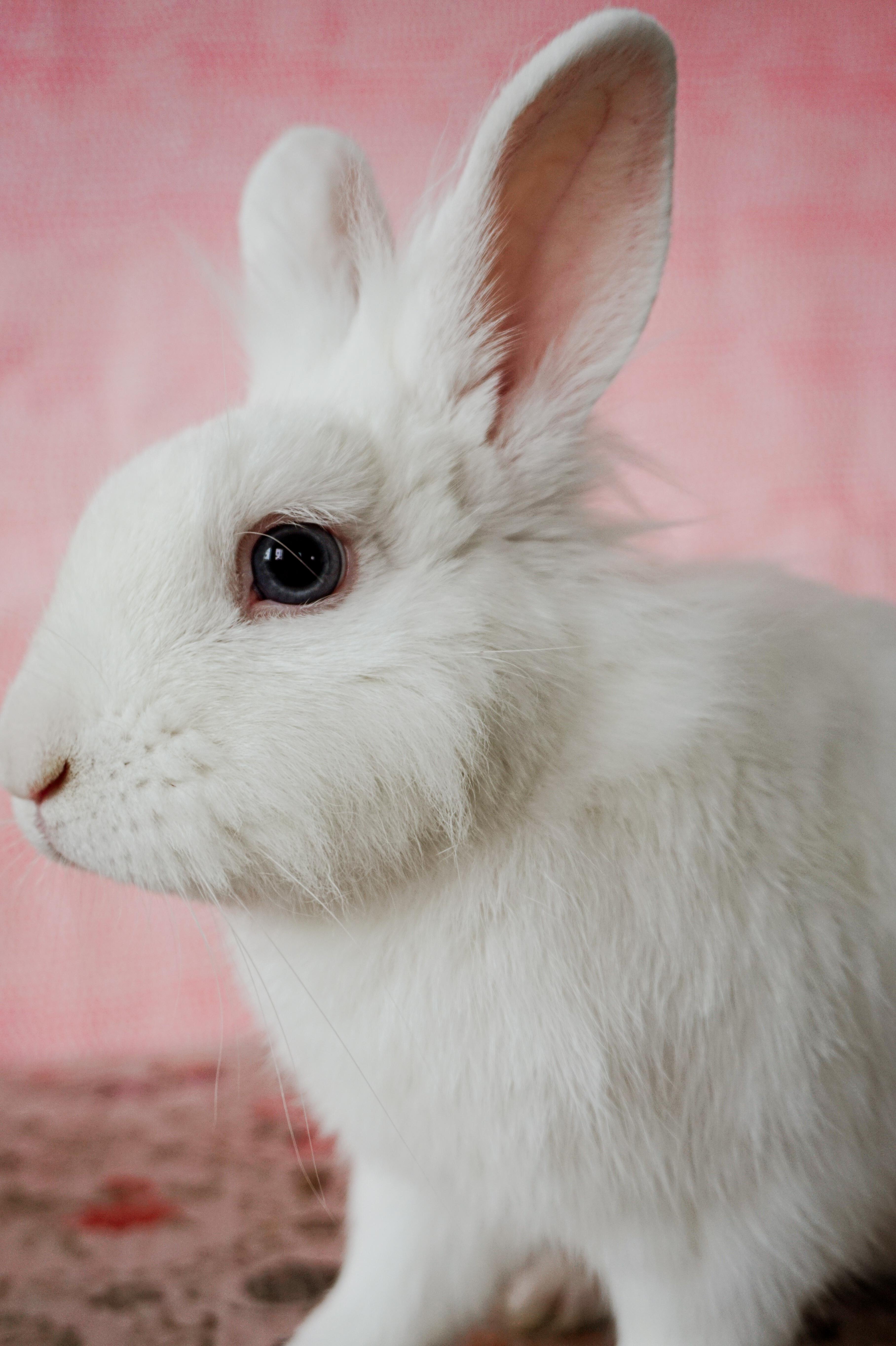 Taco, a ADOPTABLE Lionhead in Long Beach, CA image 2/5
