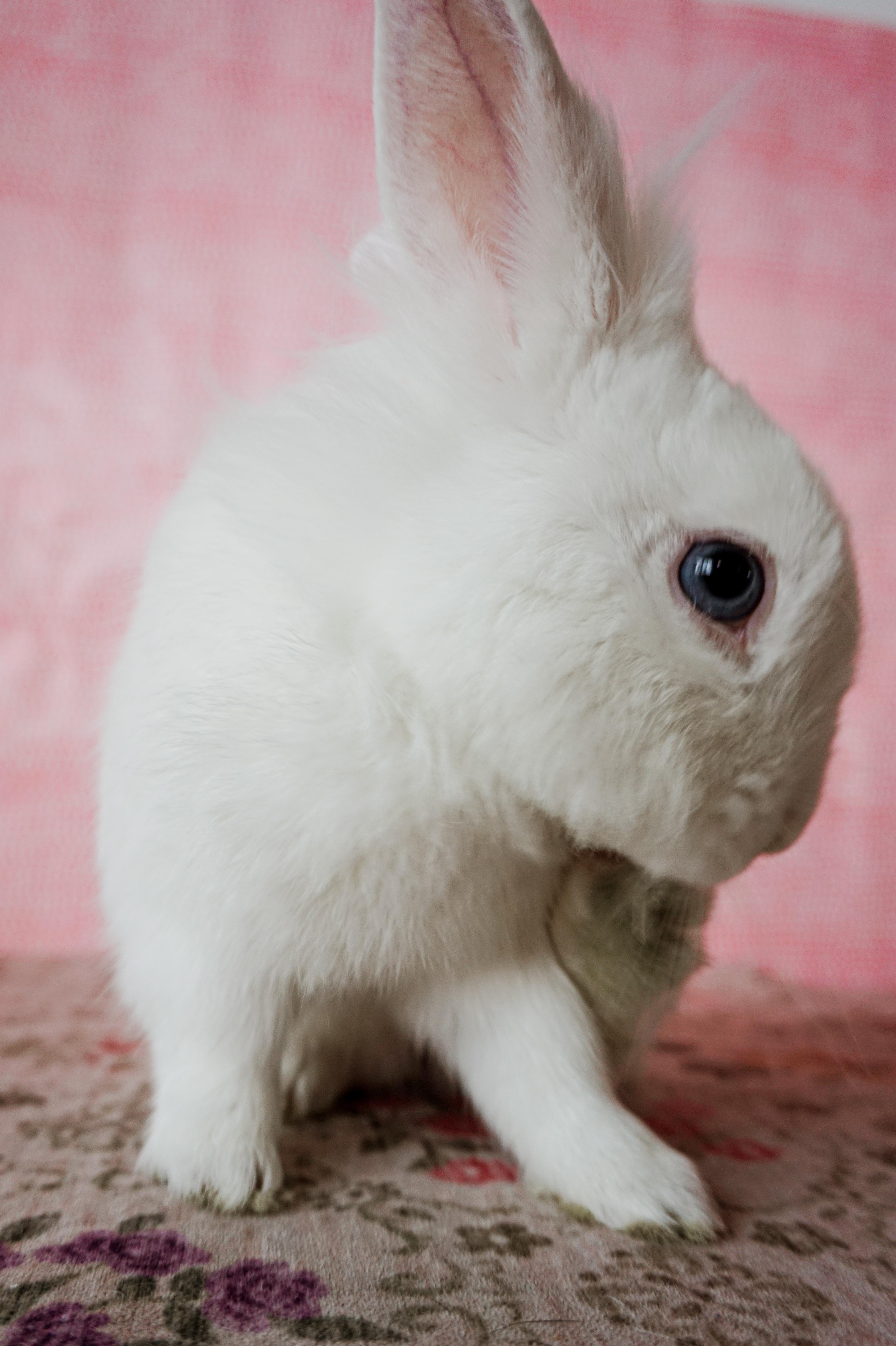 Taco, a ADOPTABLE Lionhead in Long Beach, CA image 4/5