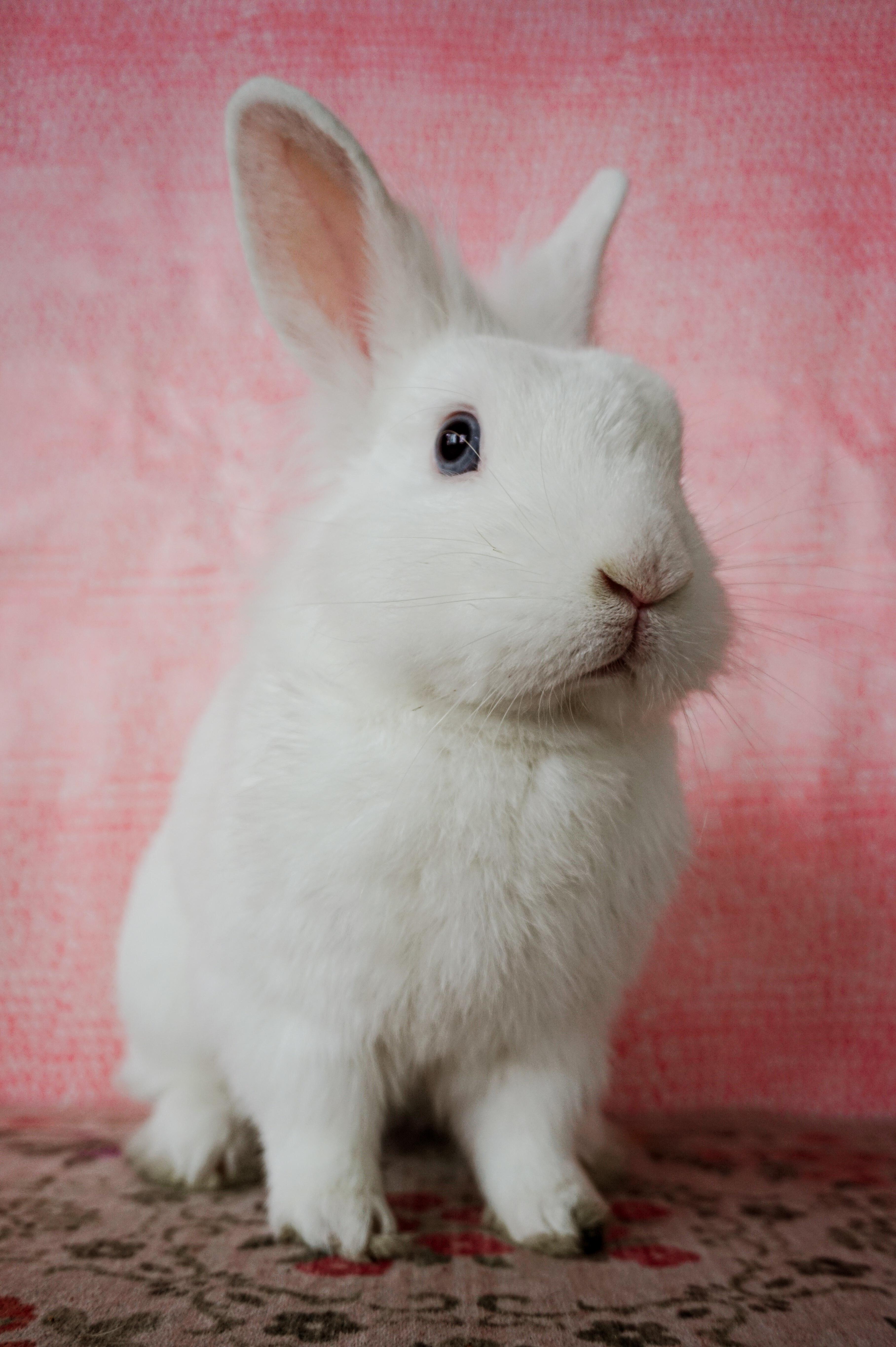 Taco, a ADOPTABLE Lionhead in Long Beach, CA image 5/5