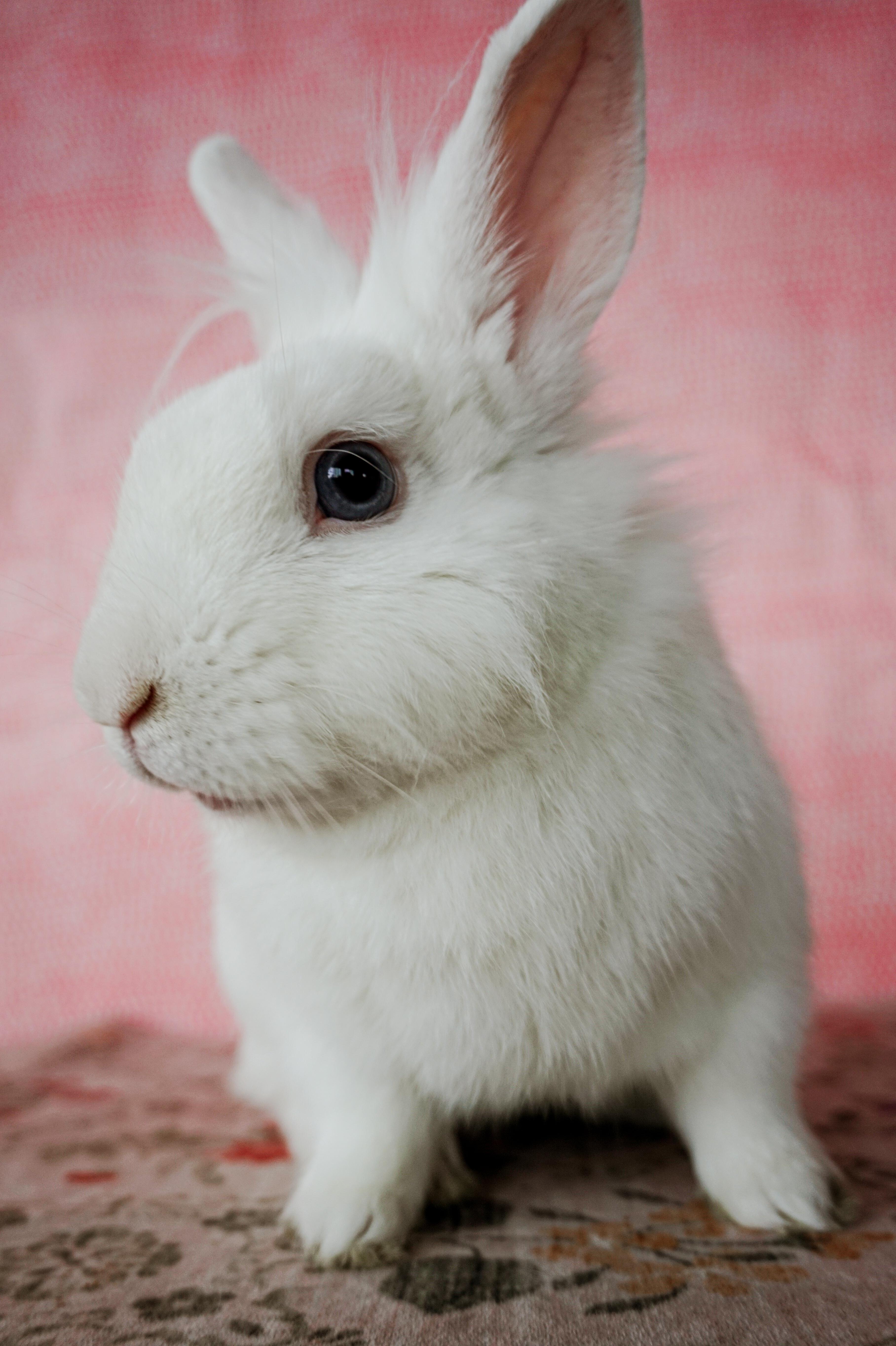 Taco, a ADOPTABLE Lionhead in Long Beach, CA image 3/5