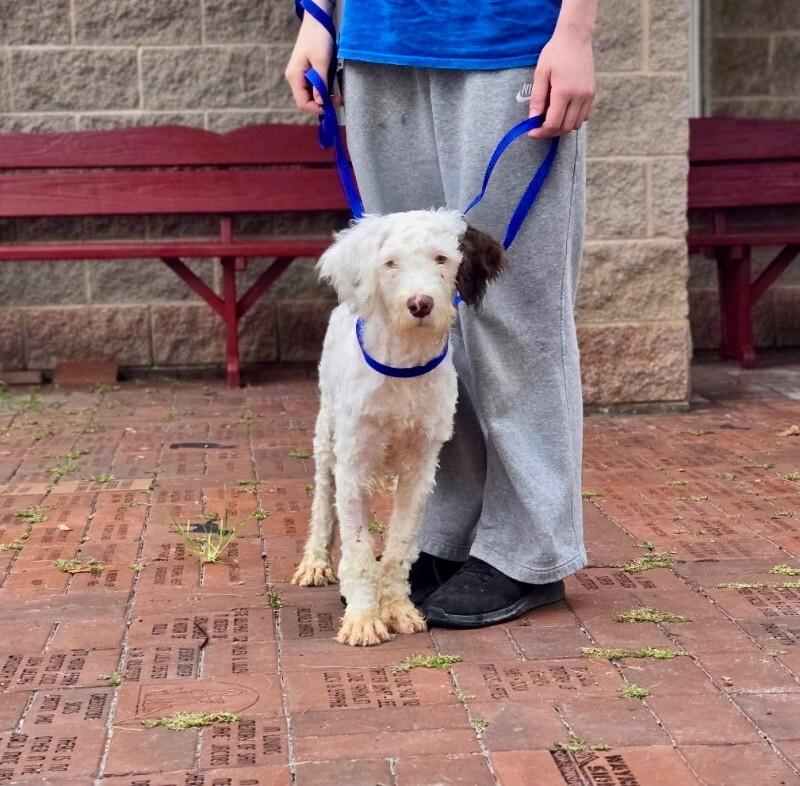 Mason, Adoptable, Young Female Portuguese Water Dog.