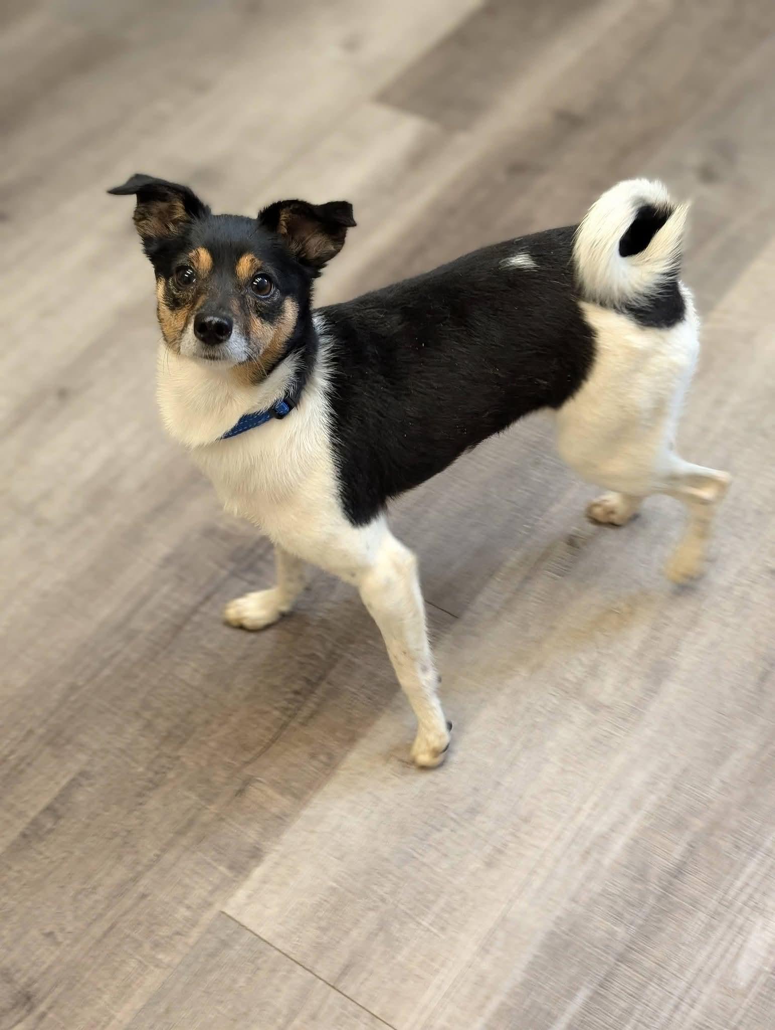 Enlarge MISCHIEF 425, a Adoptable mixed breed in Milwaukee, WI image 6/6