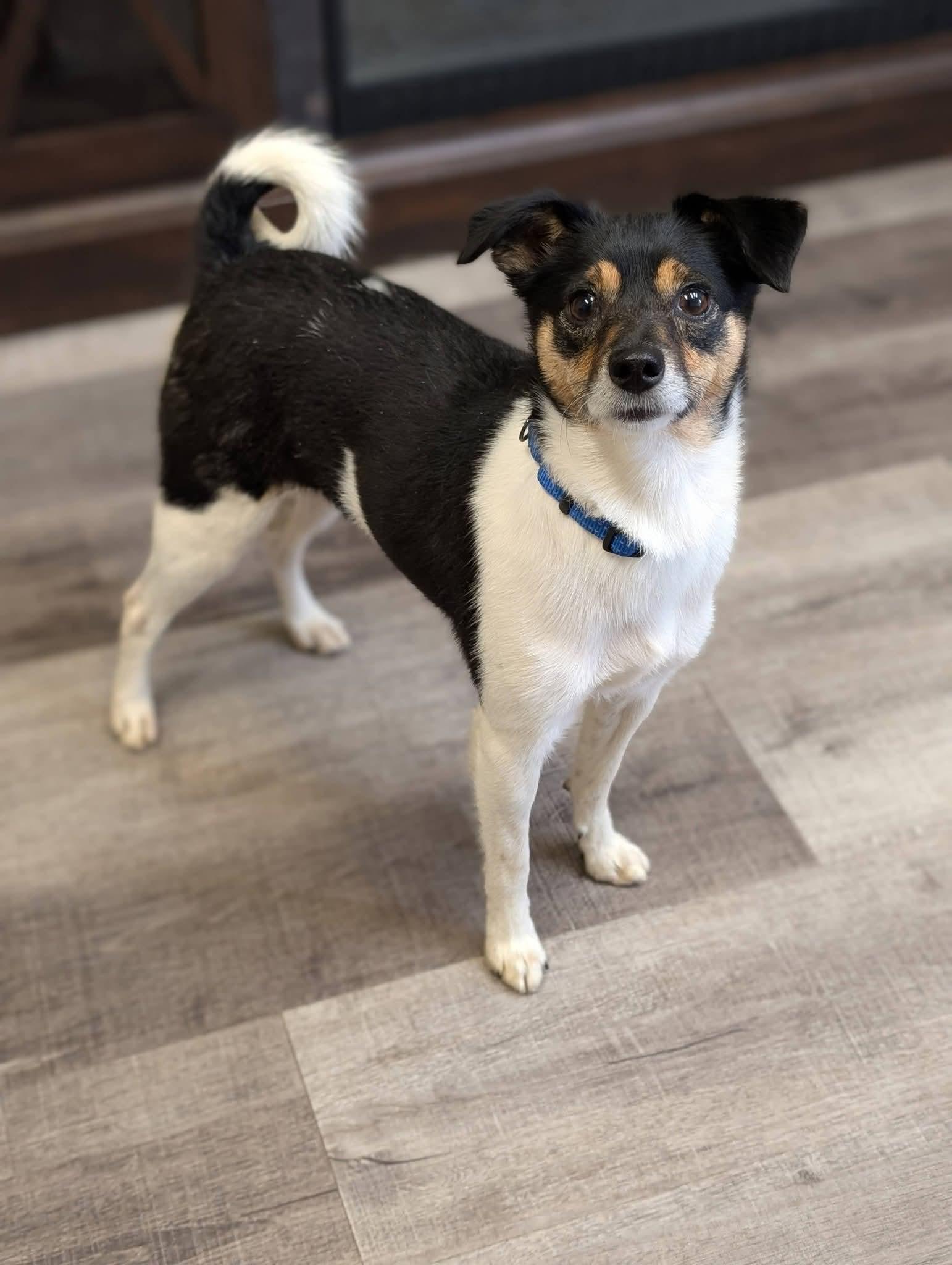 Enlarge MISCHIEF 425, a Adoptable mixed breed in Milwaukee, WI image 1/6