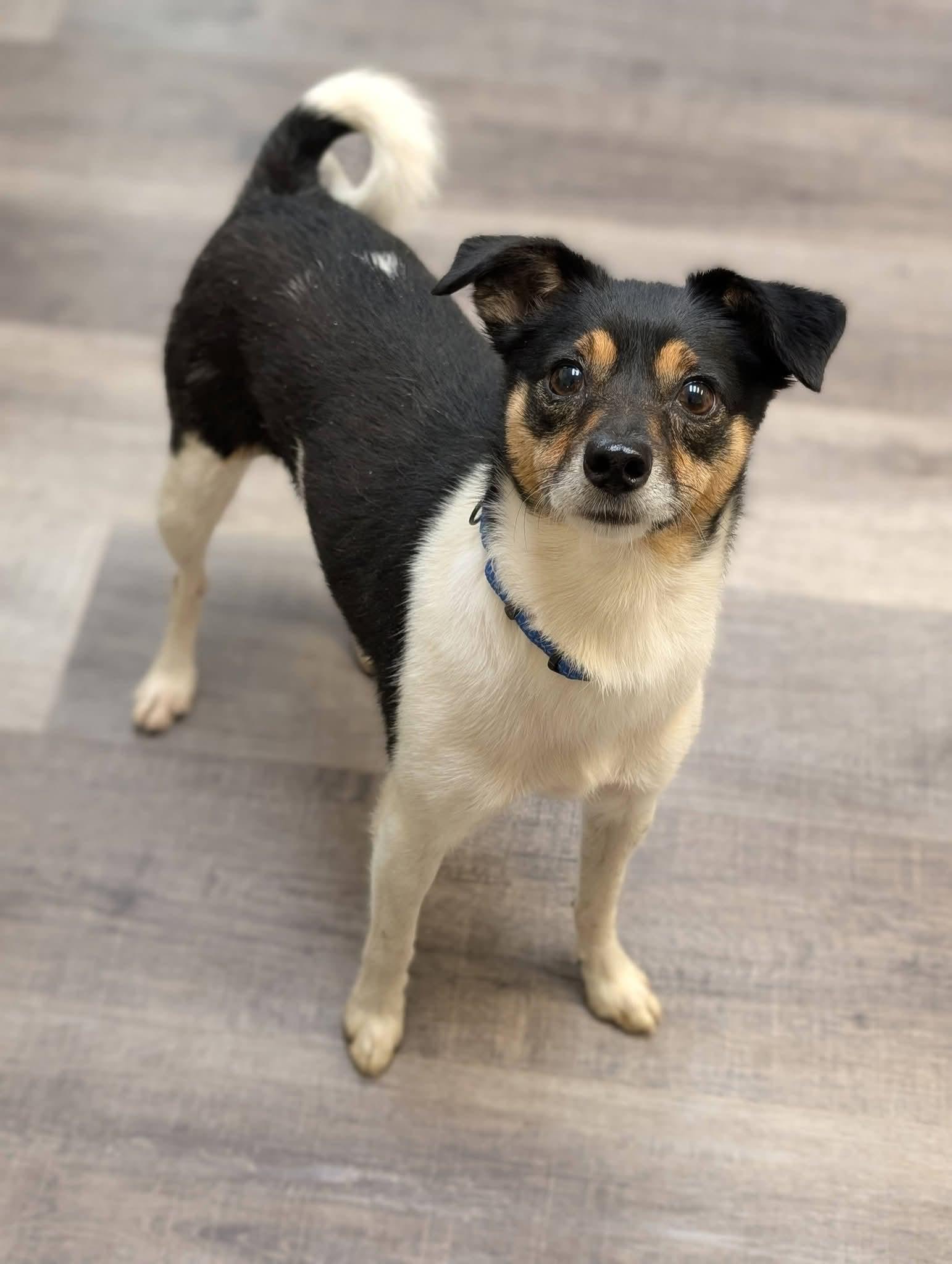 Enlarge MISCHIEF 425, a Adoptable mixed breed in Milwaukee, WI image 5/6
