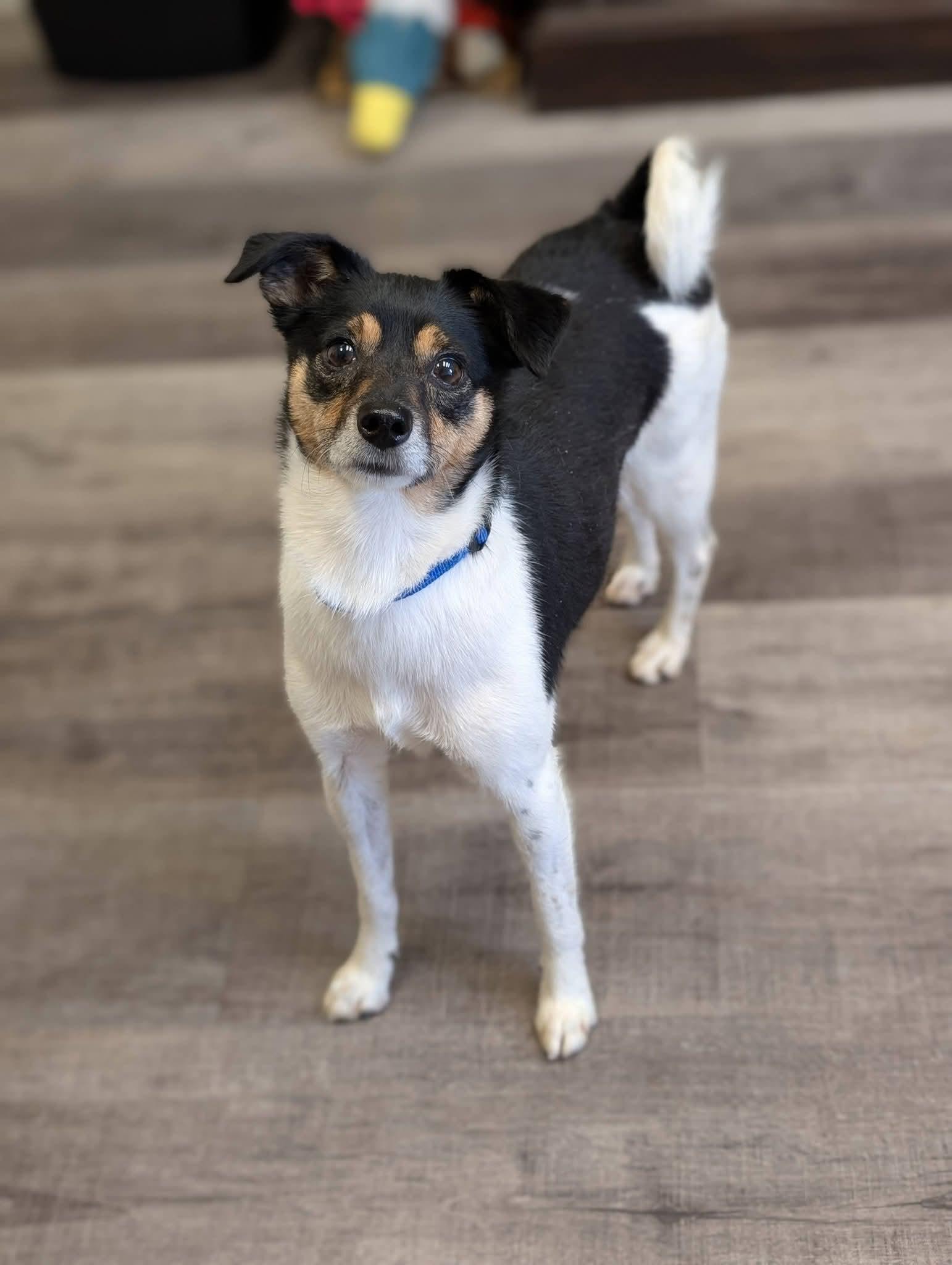Enlarge MISCHIEF 425, a Adoptable mixed breed in Milwaukee, WI image 2/6