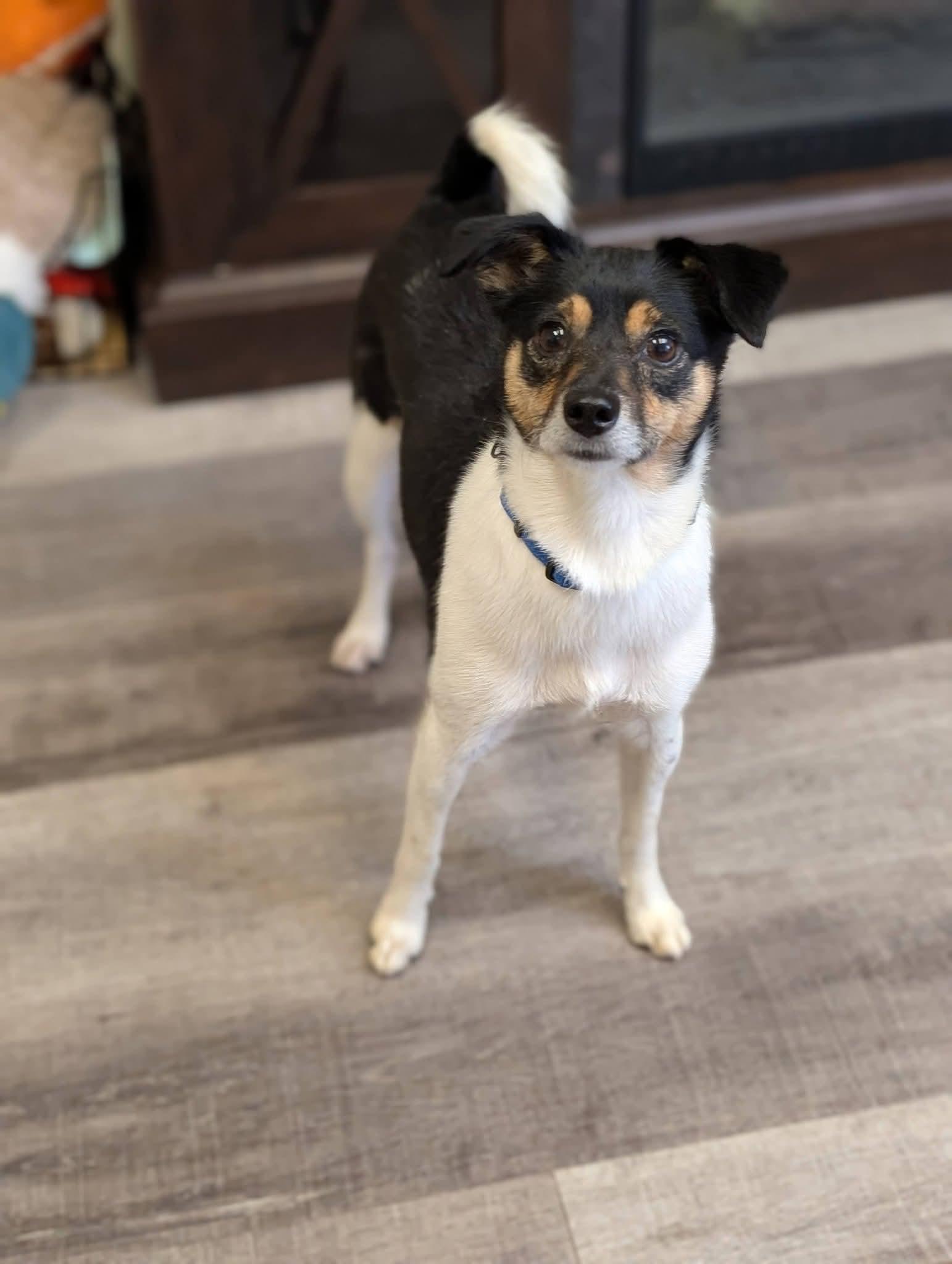 Enlarge MISCHIEF 425, a Adoptable mixed breed in Milwaukee, WI image 3/6