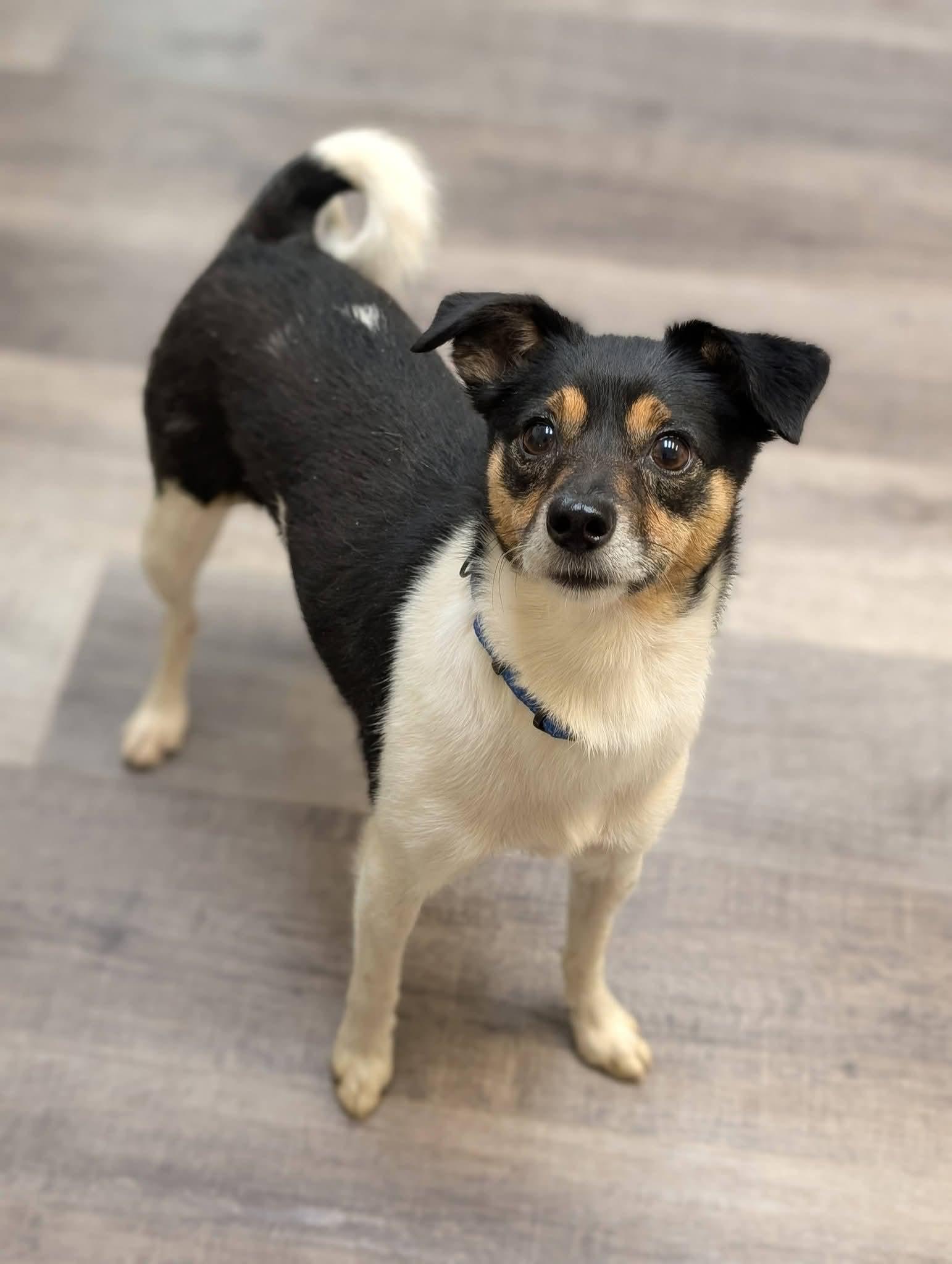 Enlarge MISCHIEF 425, a Adoptable mixed breed in Milwaukee, WI image 4/6
