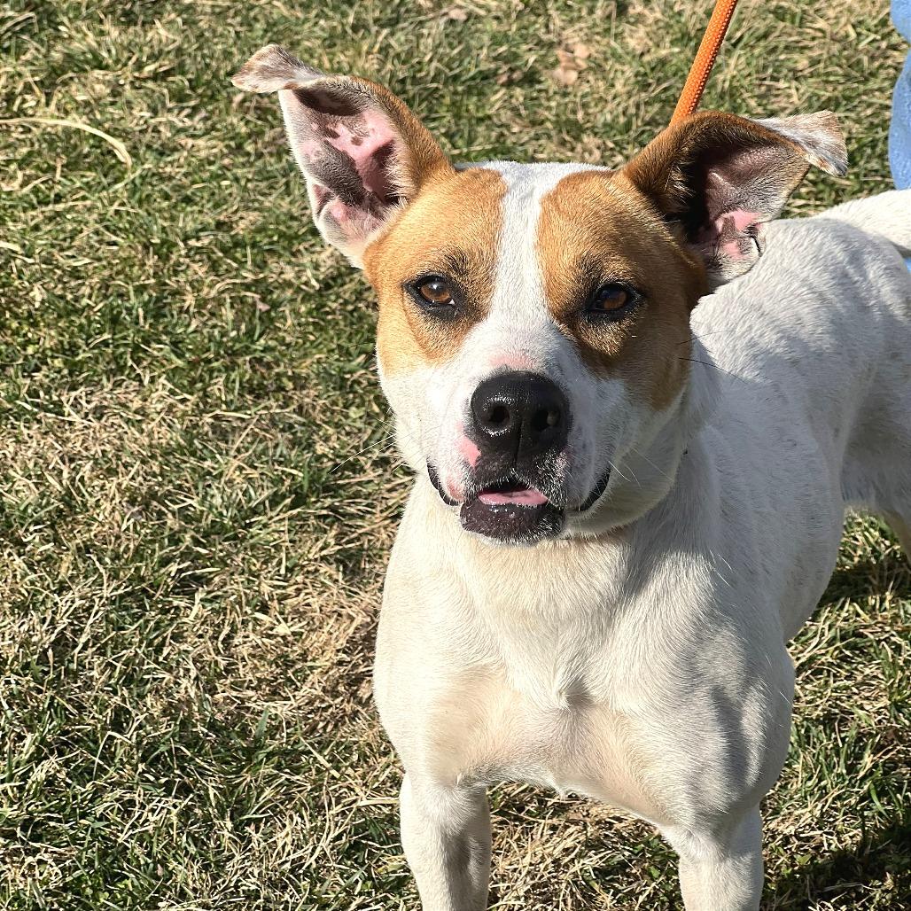 Enlarge Woodea, a Adoptable Mixed Breed in Huntington, WV image 2/6