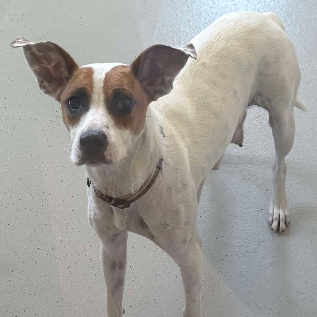 Enlarge Woodea, a Adoptable Mixed Breed in Huntington, WV image 3/6