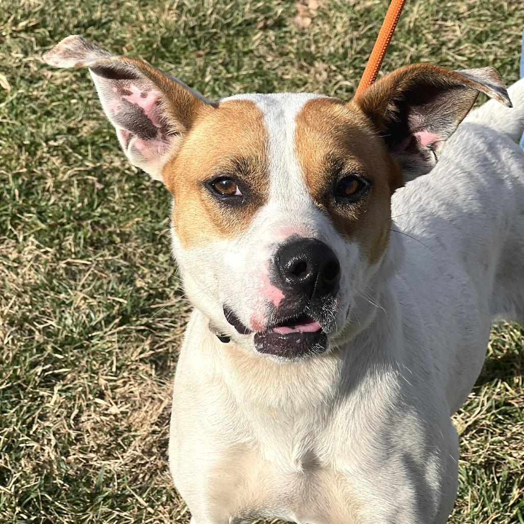 Enlarge Woodea, a Adoptable Mixed Breed in Huntington, WV image 4/6