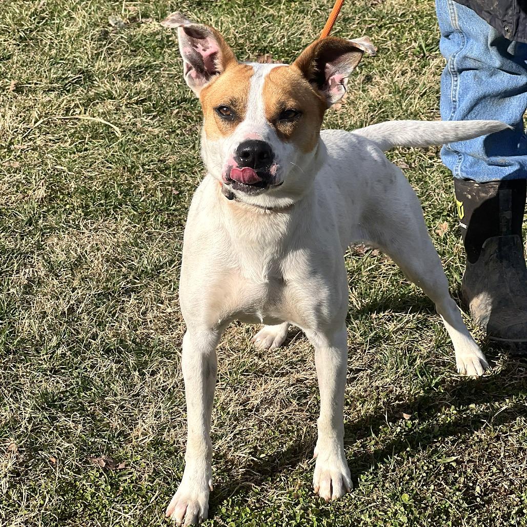 Enlarge Woodea, a Adoptable Mixed Breed in Huntington, WV image 6/6