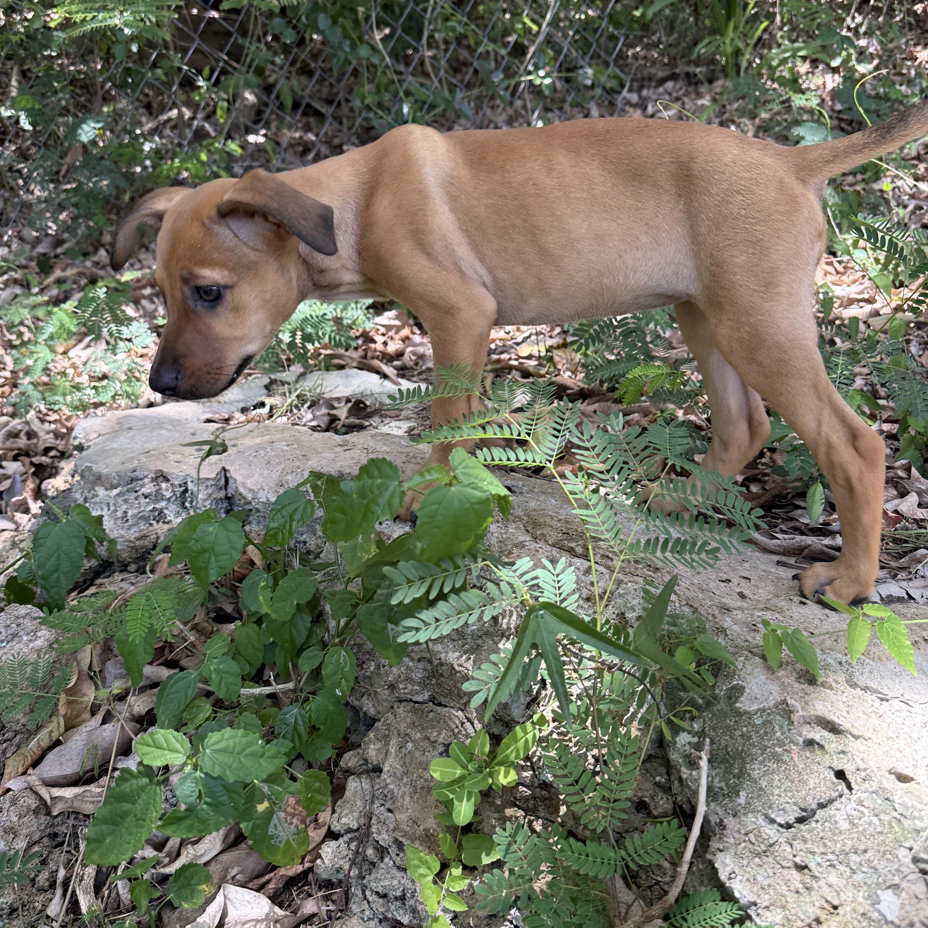 Enlarge Ash, a Adoptable Mixed Breed in Portland, ME image 4/4