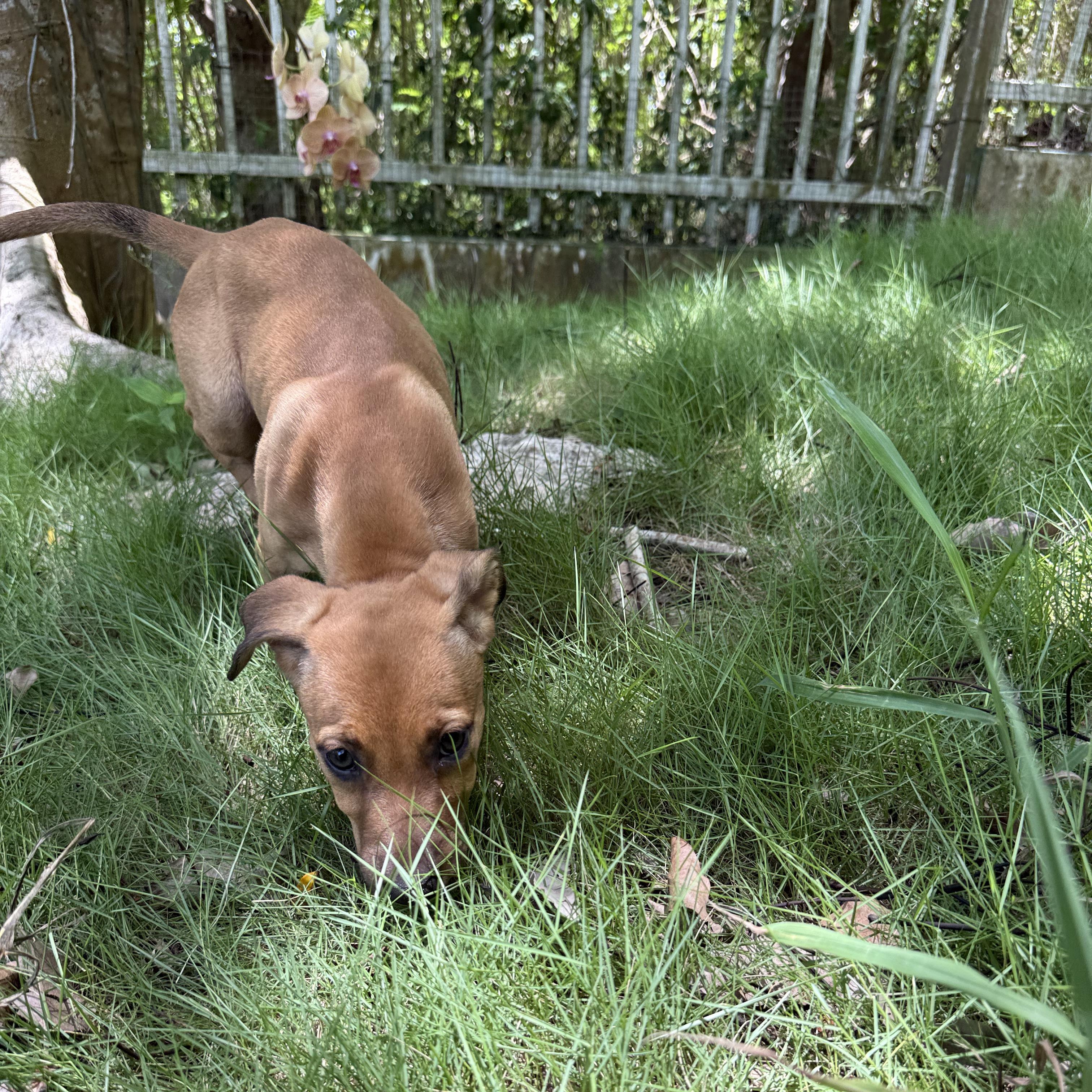 Enlarge Ash, a Adoptable Mixed Breed in Portland, ME image 2/4